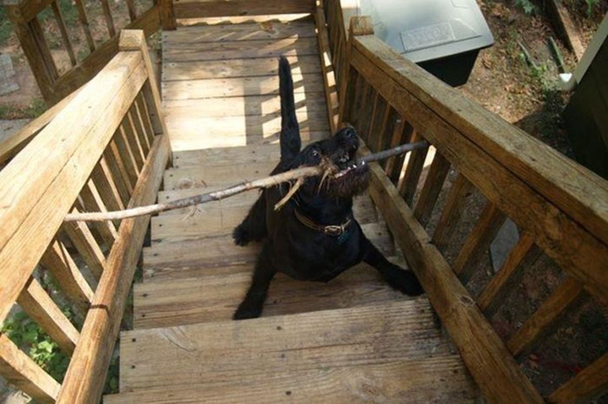 black dog on wooden stairs holding a long stick that is stuck under the railing on both sides