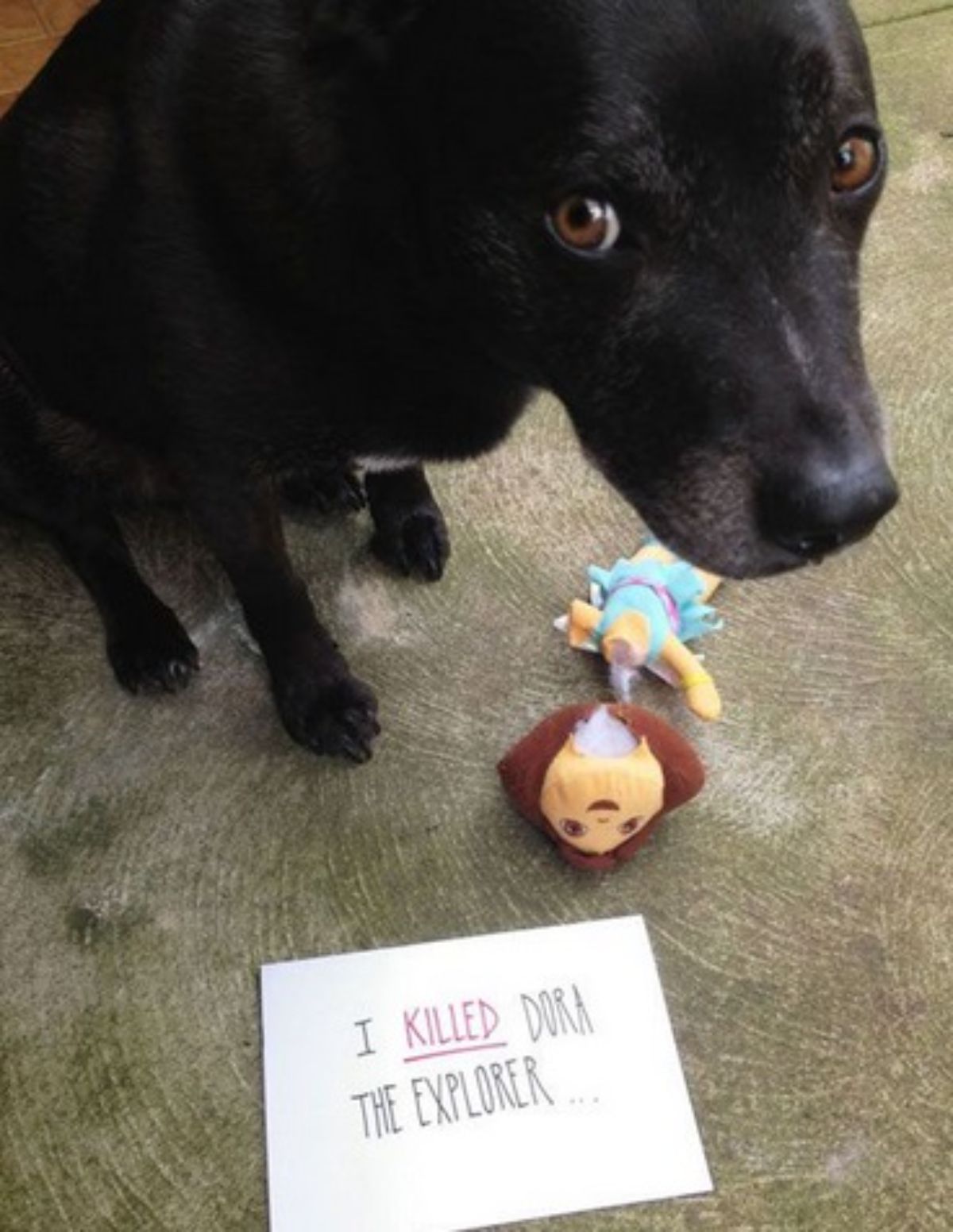 black dog sitting next to a dora the explorer toy with the head torn off with a note saying "I killed Dora the explorer"
