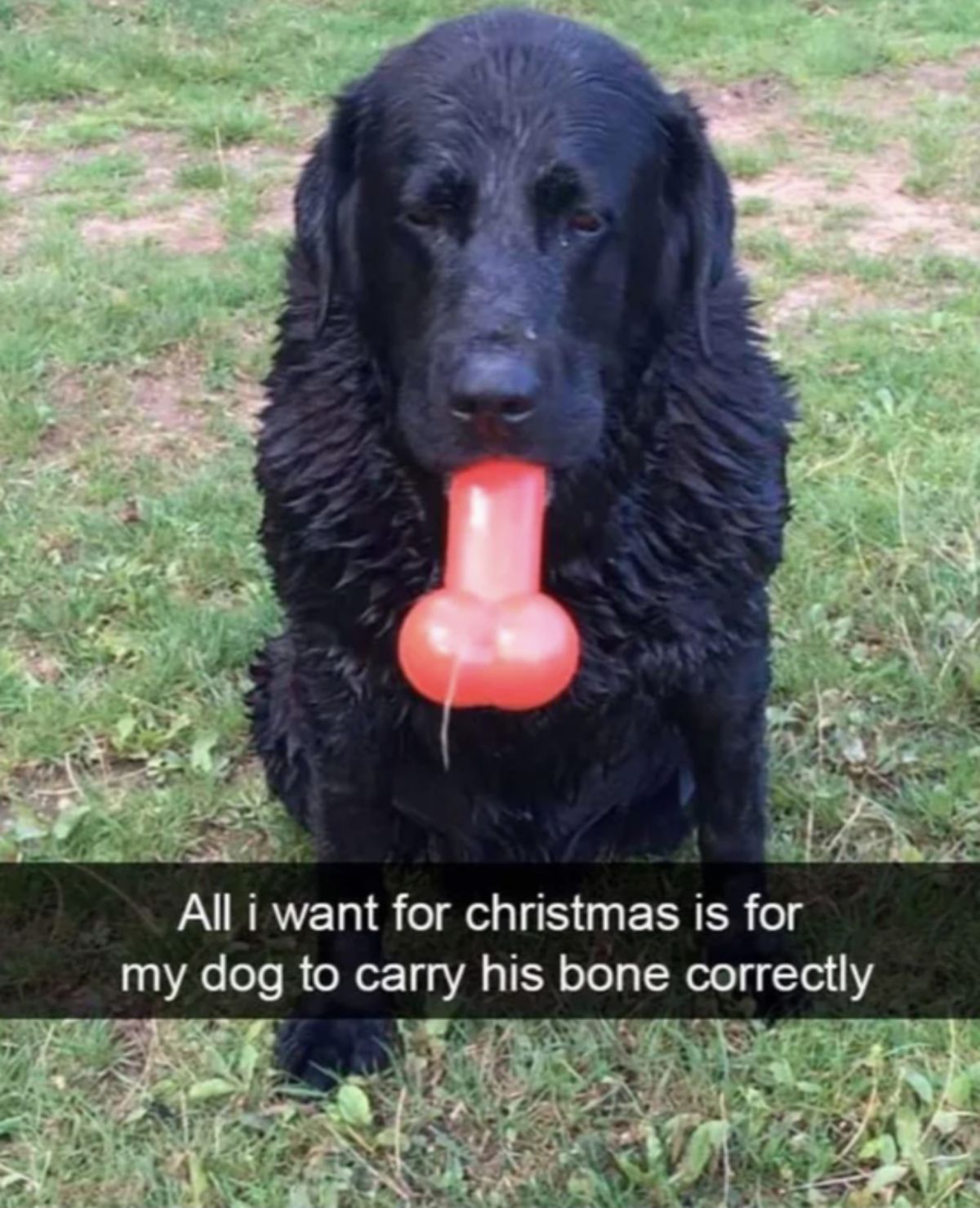 black dog sitting on grass holding a red plastic bone with it looking like a penis