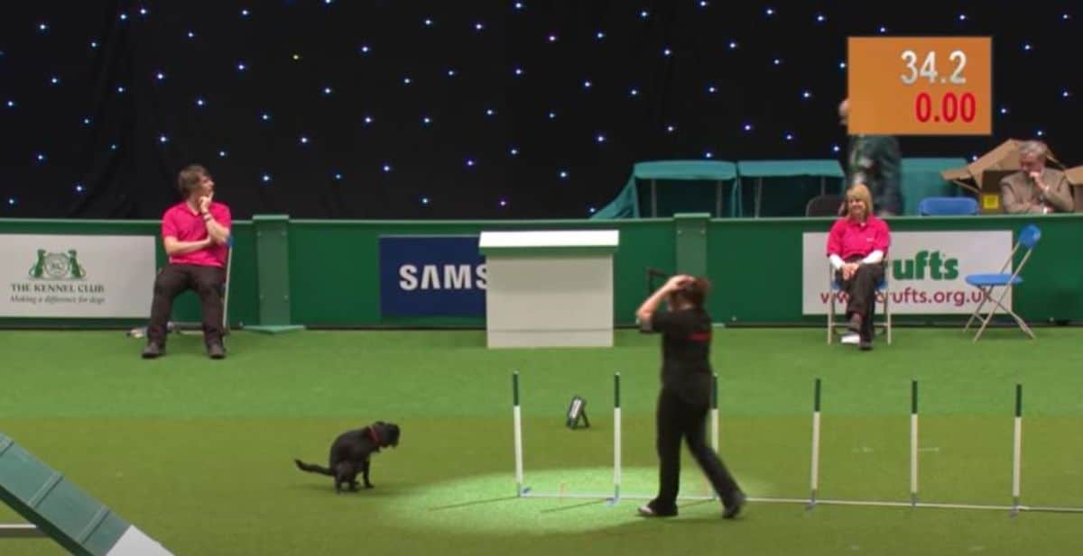 black dog stopping in the middle of an agility course to poop while the dog's handler has their hands over their head in frustration