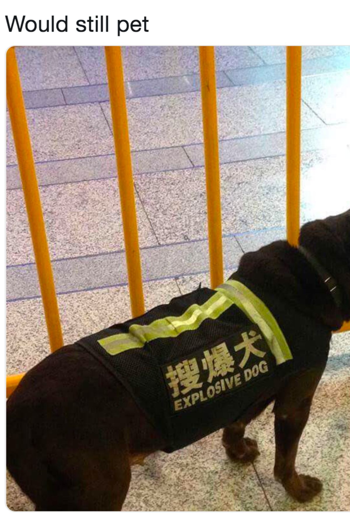 black dog wearing a black and yellow vest saying explosive dog in english and chinese with caption saying would still pet