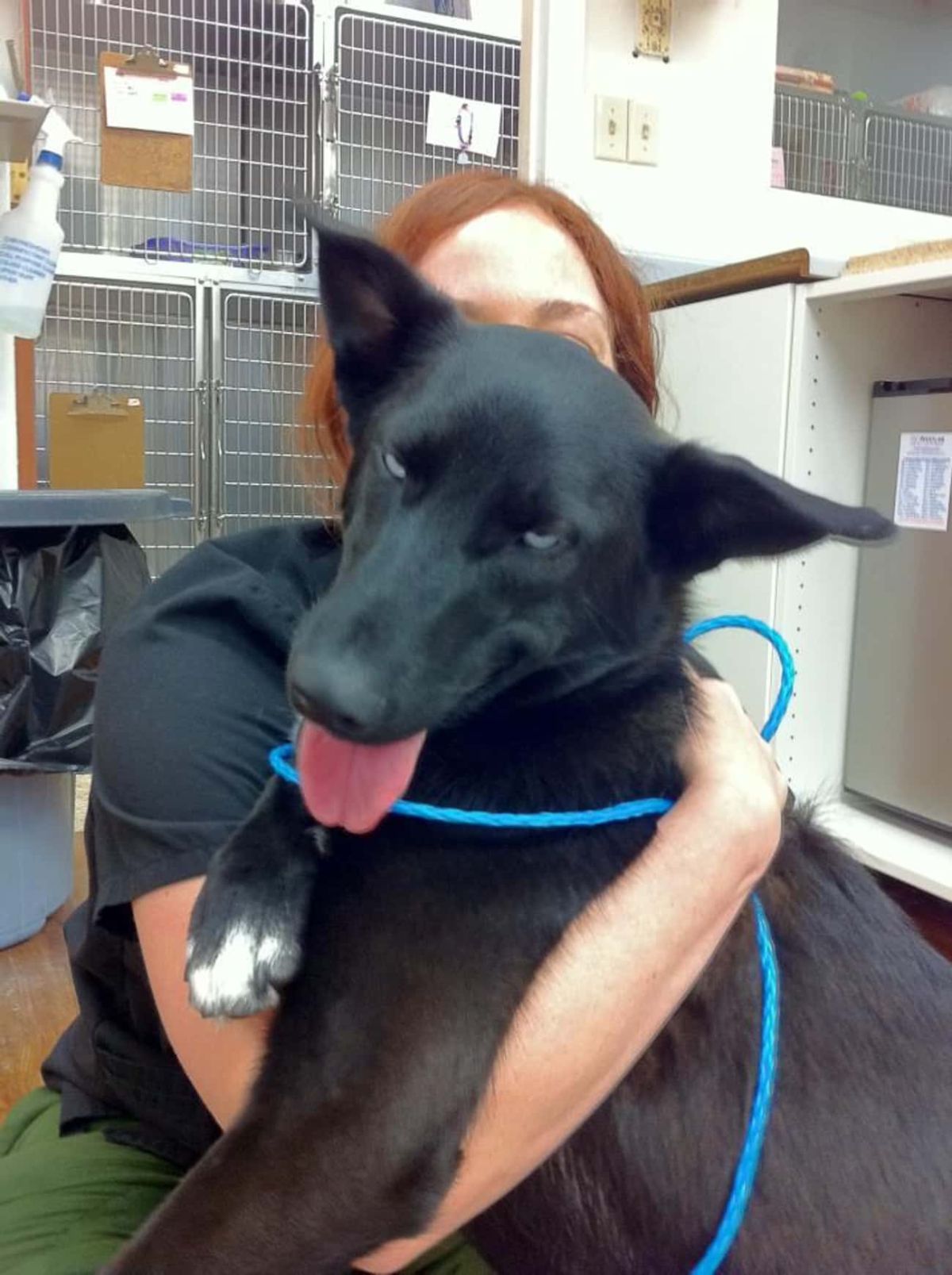 black dog with tongue sticking out and eyes partially open being held by someone at a vet clinic