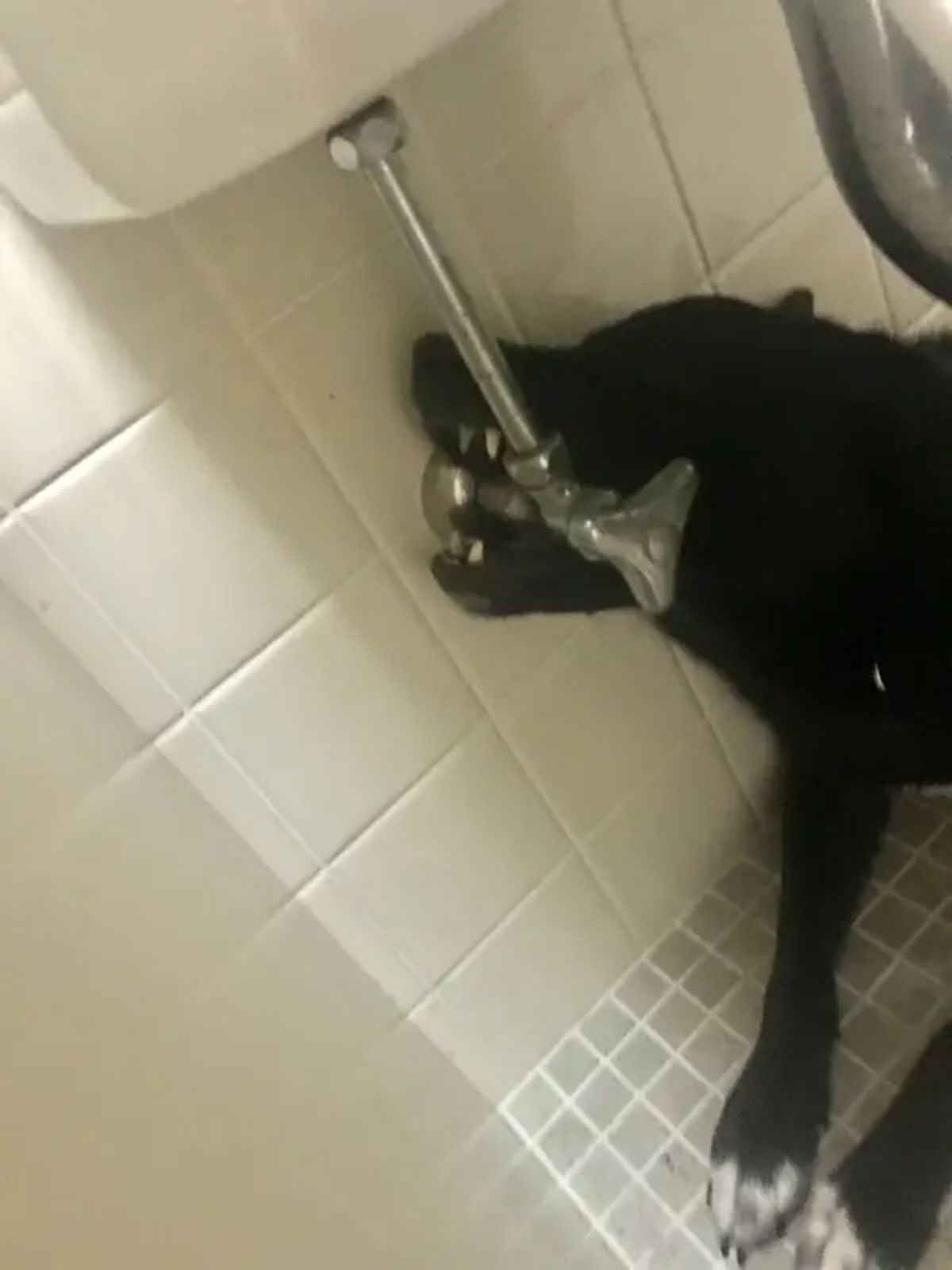 black dog with white toes laying on a bathroom floor biting the toilet water pipe