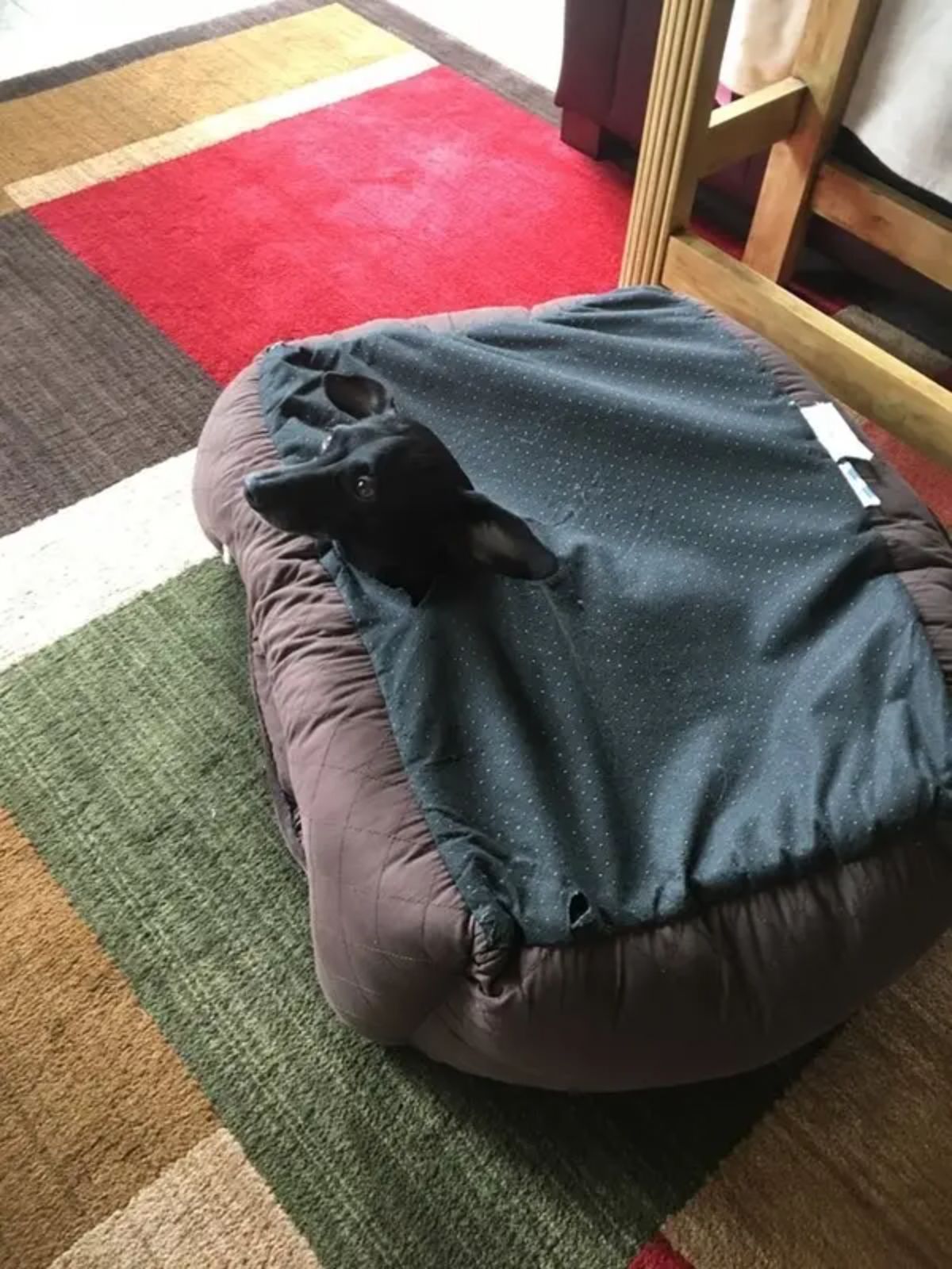 black dog's head appearing from inside the bottom of a torn-up brown and green dog bed