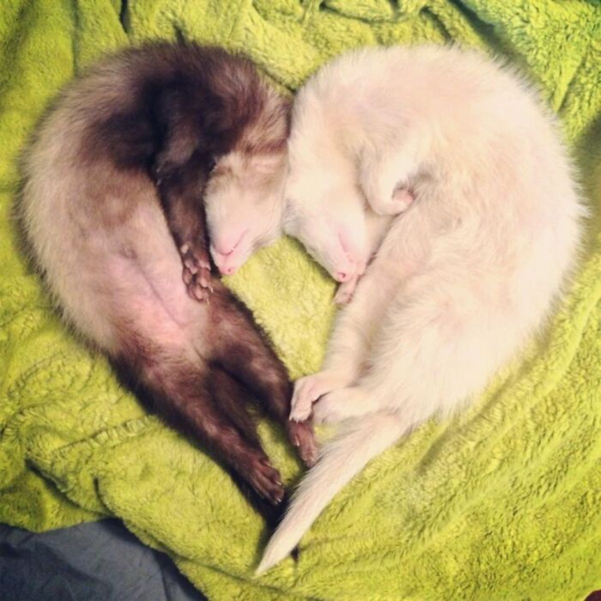 black ferret and white ferret sleeping on green blanket belly up forming a heart shape