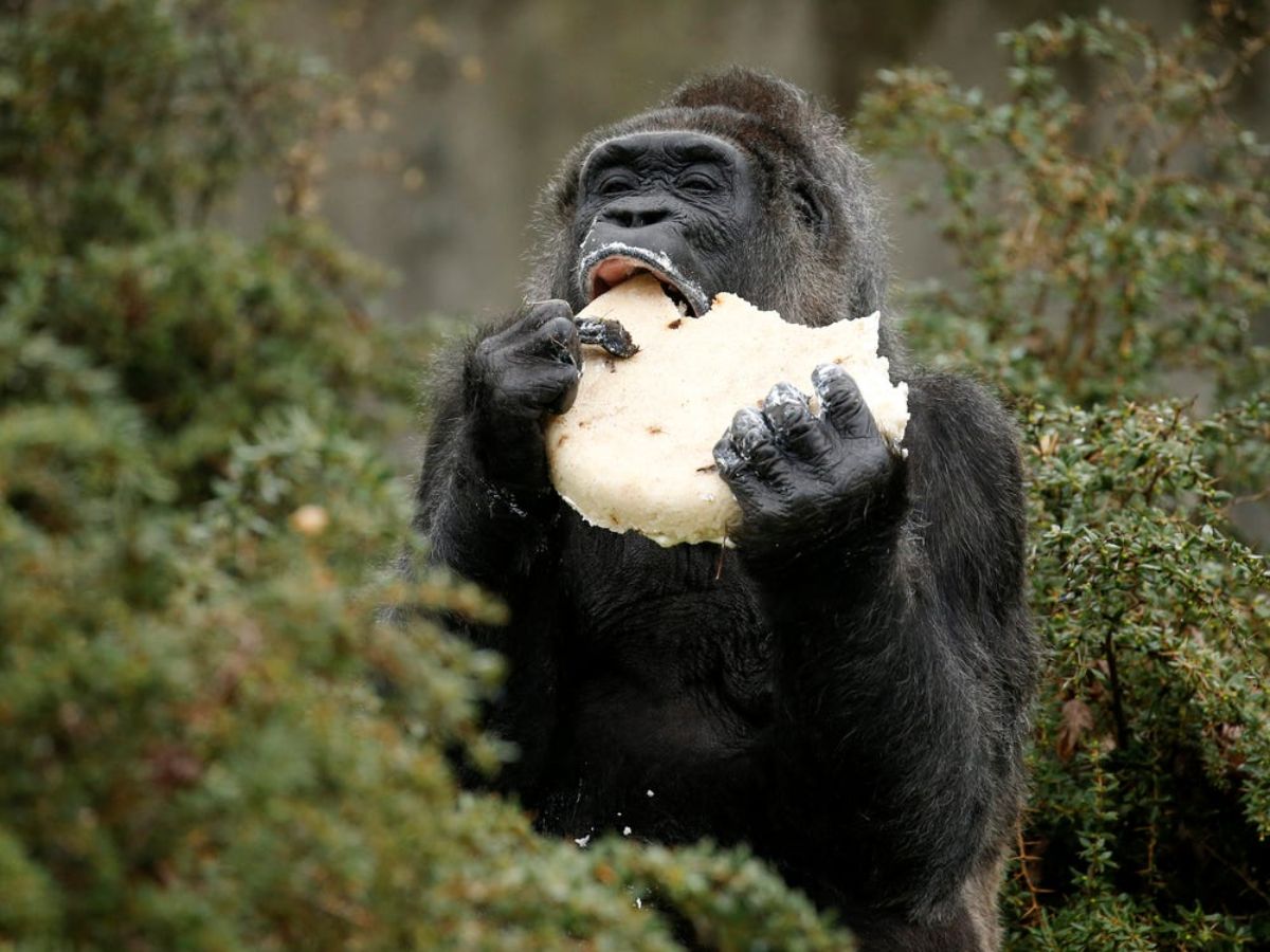 black gorilla eating a large white cake
