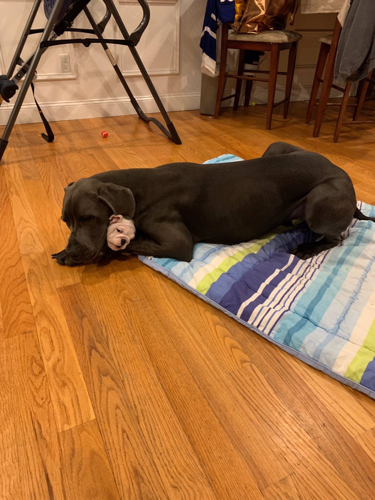 black great dane laying on a blue white and green striped dog mat cuddling a small brown puppy whose head is sticking out from under the dane's neck.