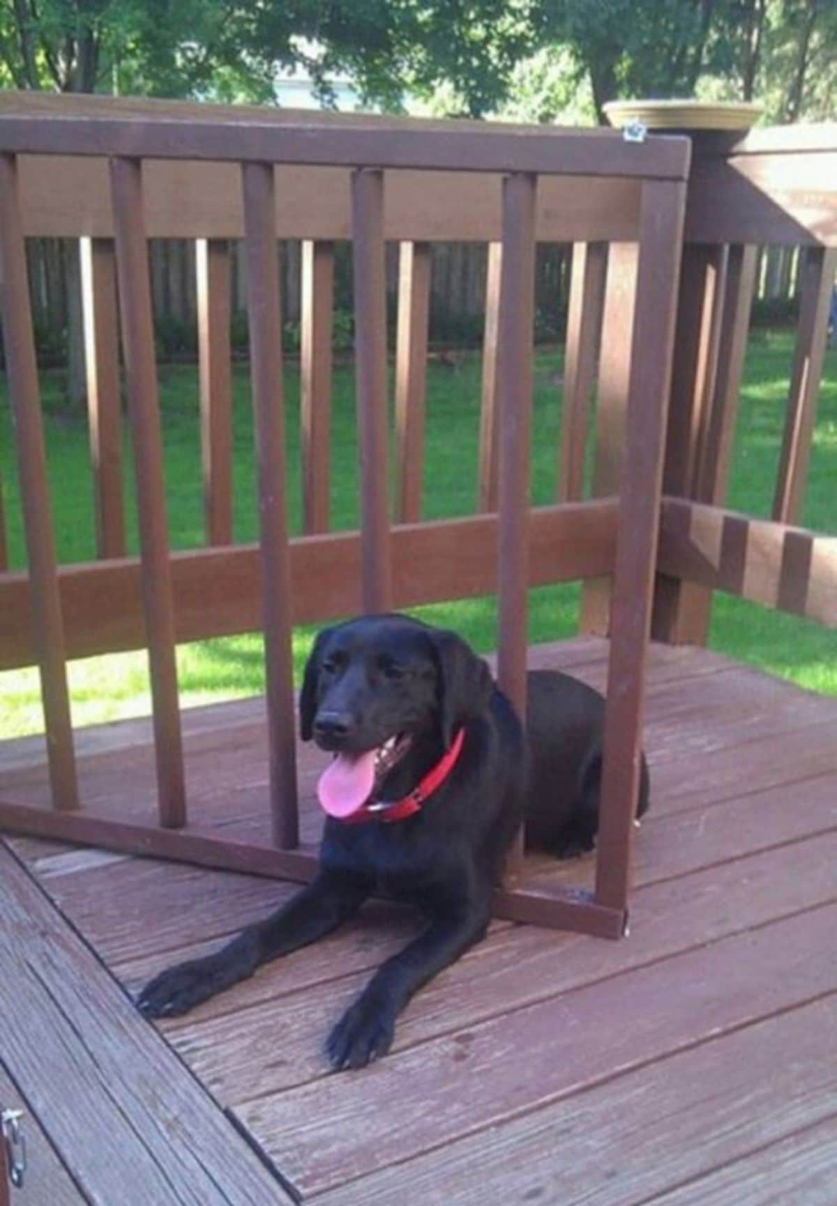 black labrador retriever laying on wooden floor while stuck halfway through a brown gate