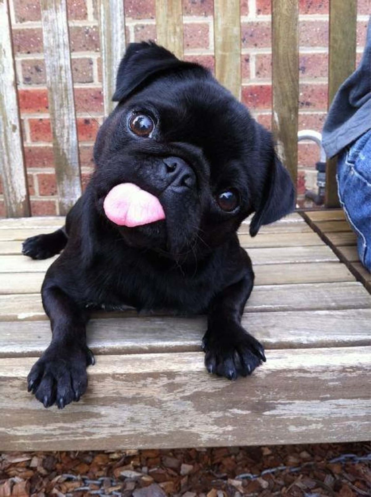 black pug puppy laying on wooden floor with the head titled to the left and the tongue sticking out