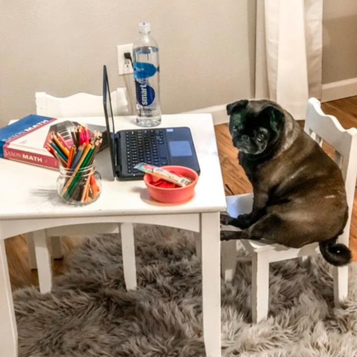 black pug sitting on a white chair in front of a black laptop, a book, a jar of pencils, a bottle and snacks on a white table