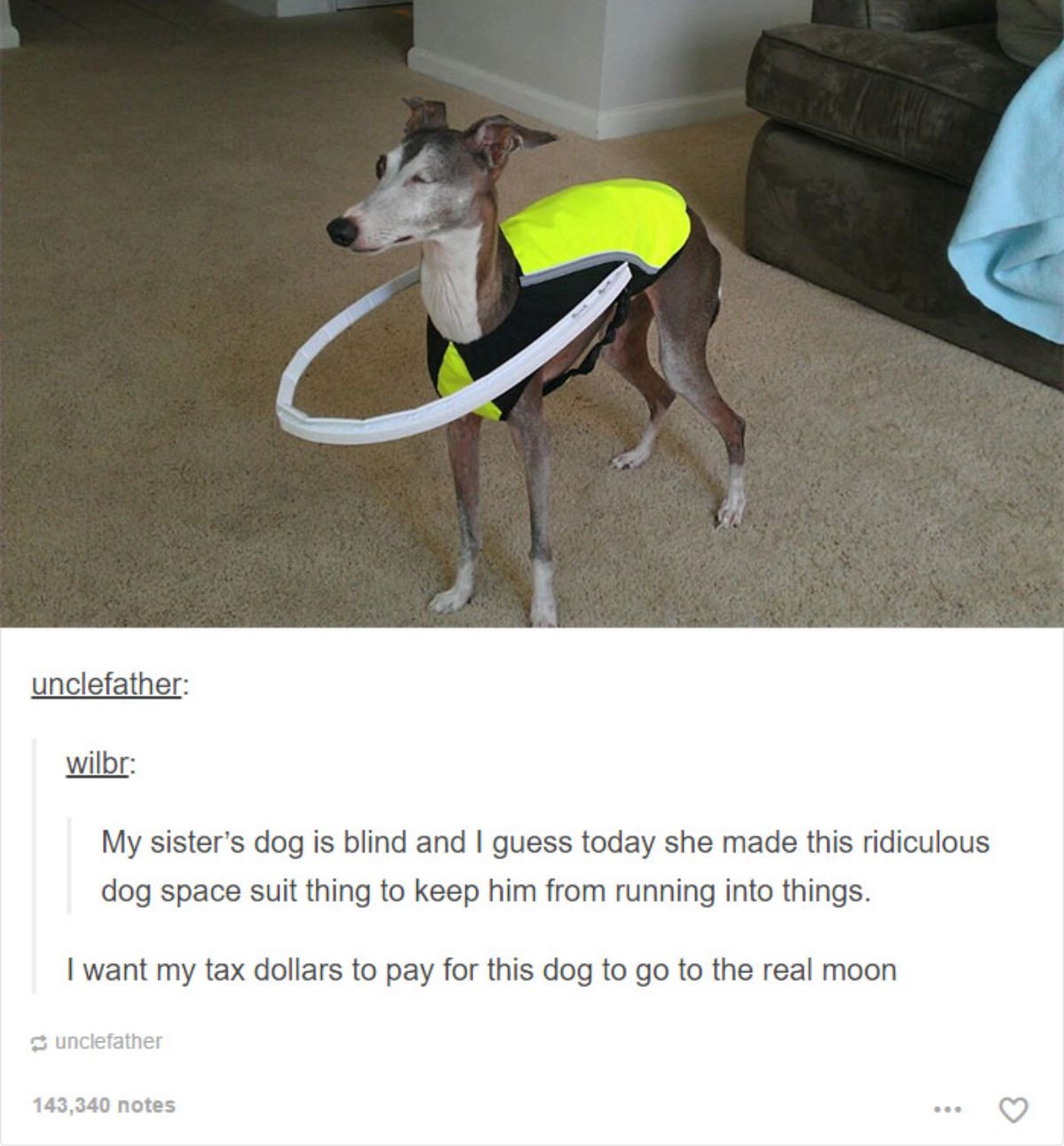 blind grey and white italian greyhound with a neon yellow harness and a grey wire contraption in front to stop it from bumping into thing