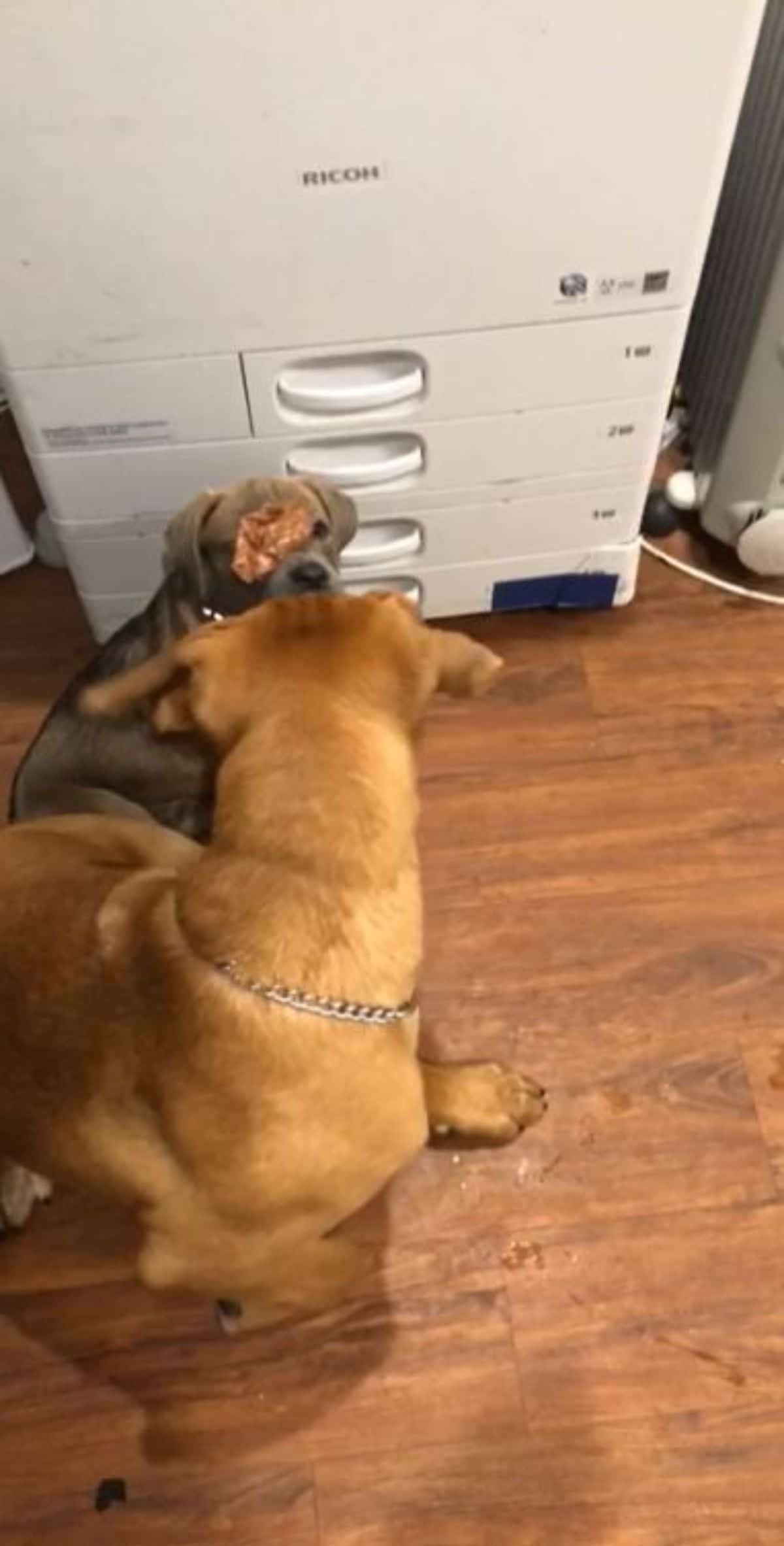blue grey puppy behind a brown dog and the puppy has a slice of meat over one eye