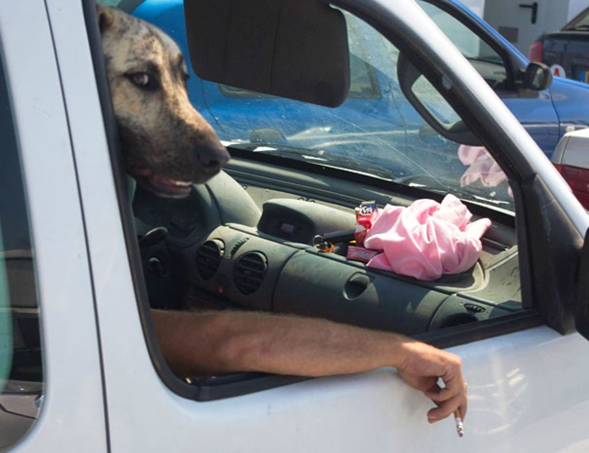 brown and black dog's head and a man's arm sticking out of a white vehicle