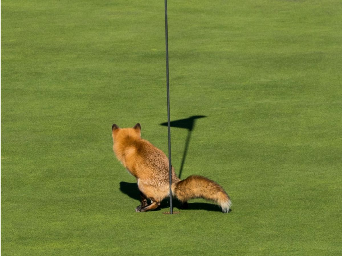 brown and black fox pooping into a hole in a golf course