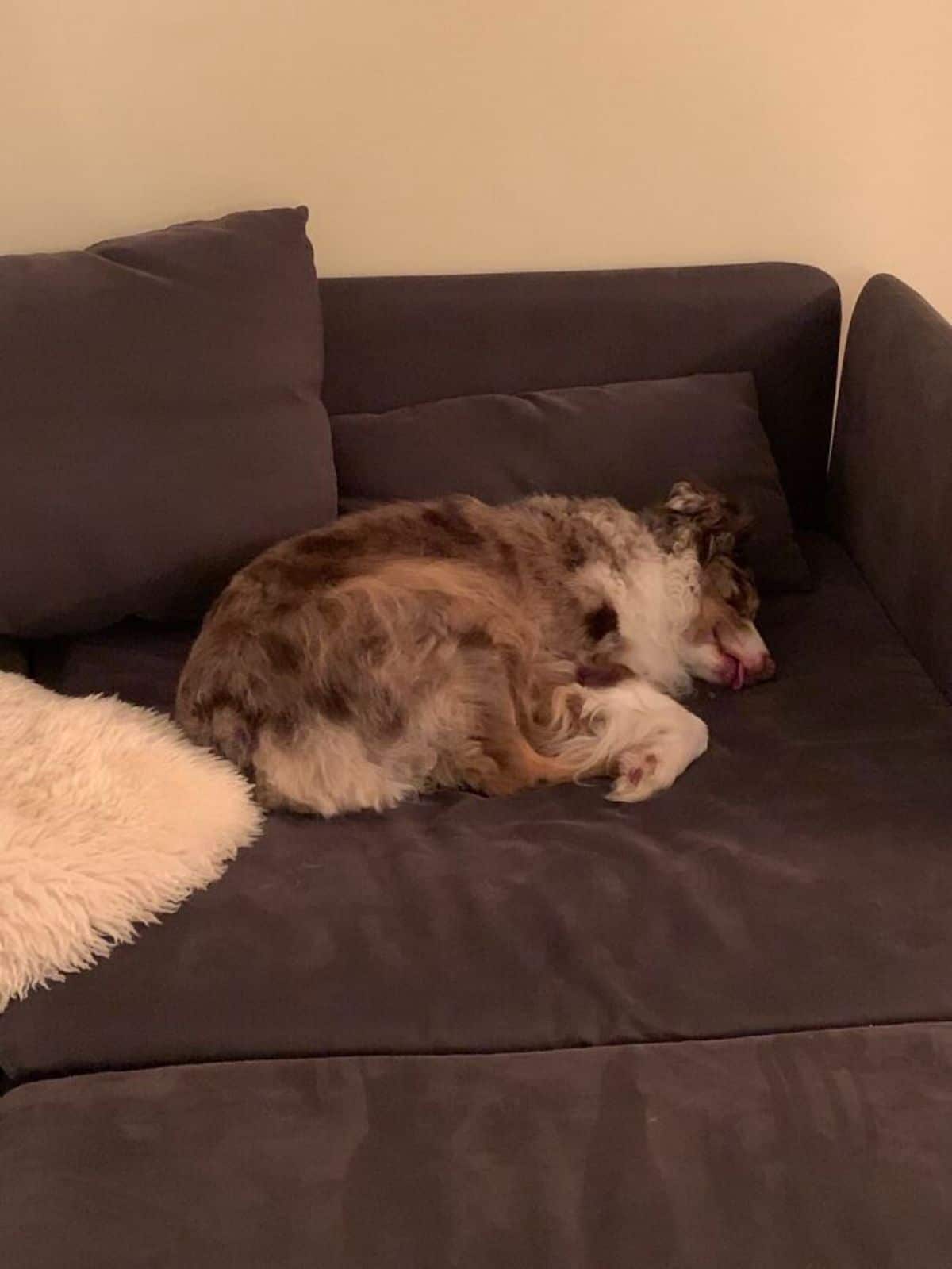 brown and white australian shepherd sleeping in a ball on a brown sofa