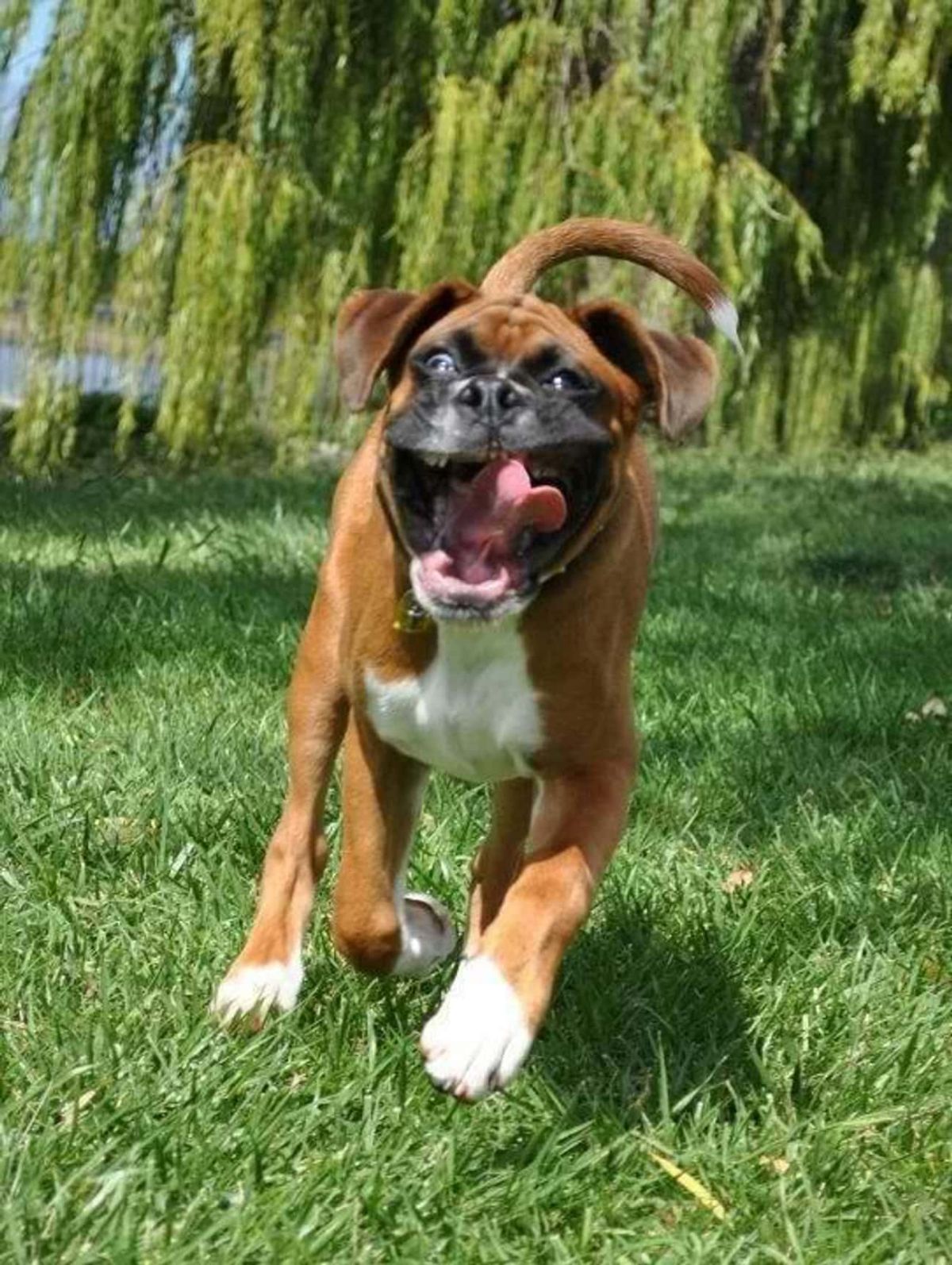 brown and white boxer caught mid-run on grass with the tongue out and jowls moving up