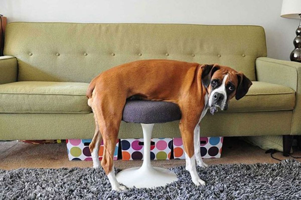 brown and white boxer stuck with the body on a yellow and purple stool with the feet placed on the carpet