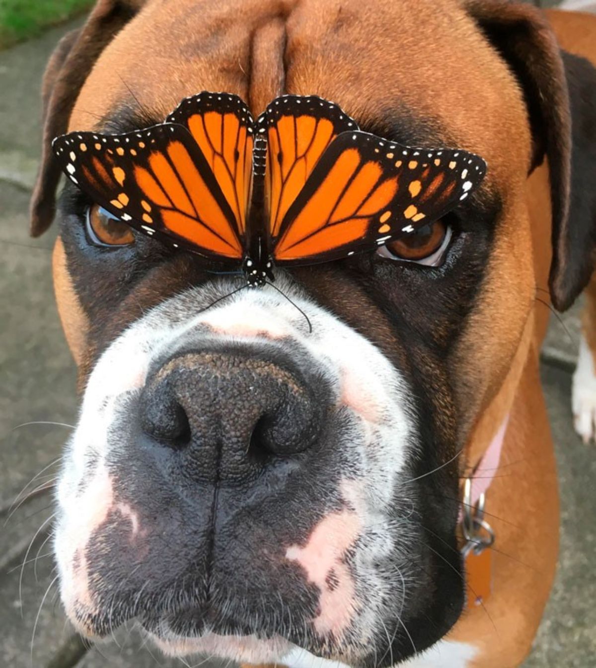 brown and white boxer with an orange and black butterfly perched on its snout