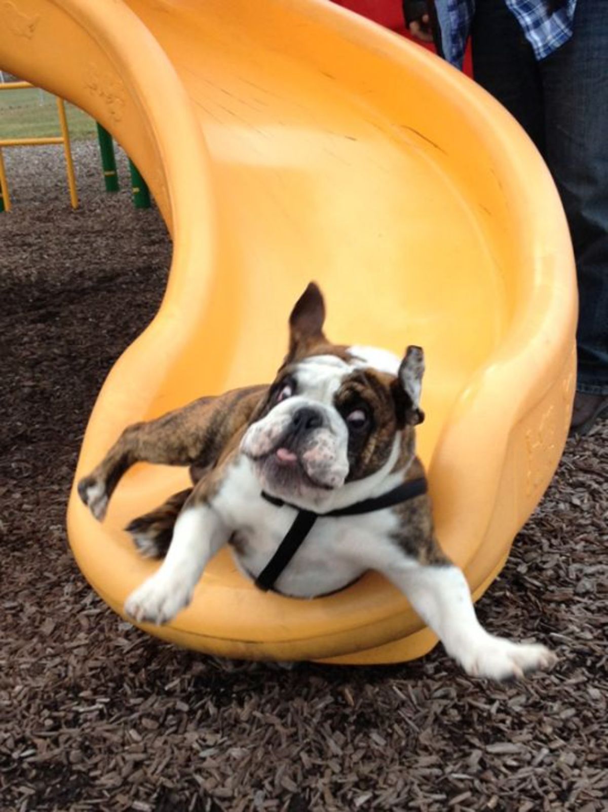 brown and white bulldog falling down a yellow slide looking alarmed