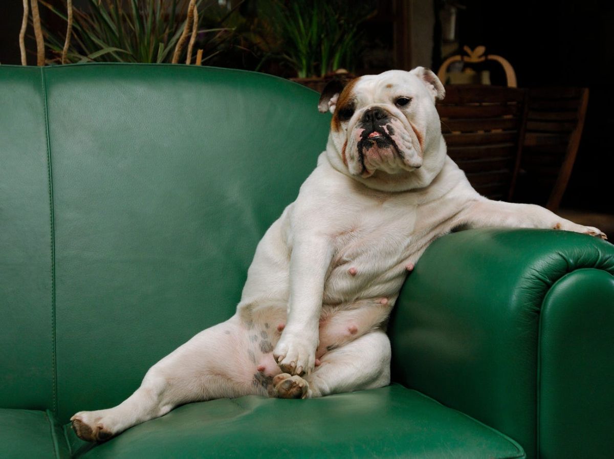 brown and white bulldog laying against the back of a green sofa