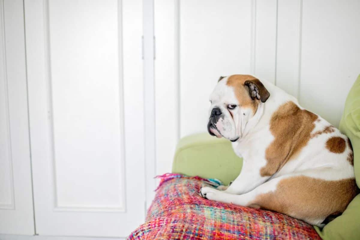 brown and white bulldog laying on a olourful blanket on a green chair looking sideways at the camera