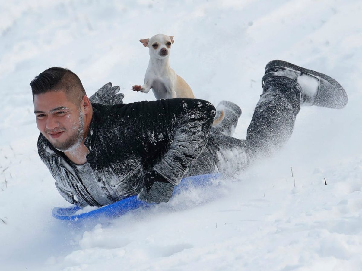 brown and white chihuahua on the back of a man on a blue sled sliding downhill on snow