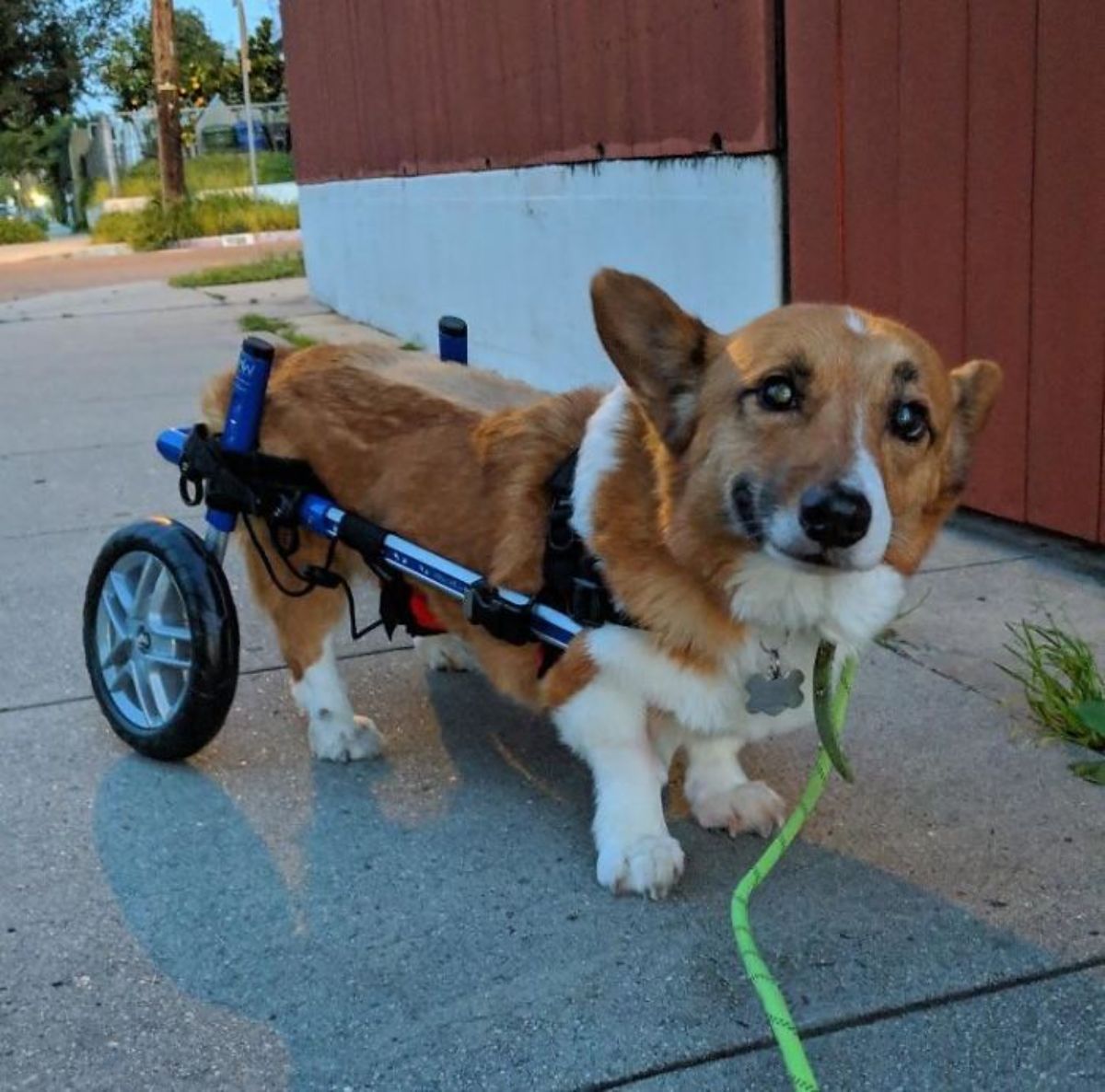 brown and white corgi in a wheelchair standing