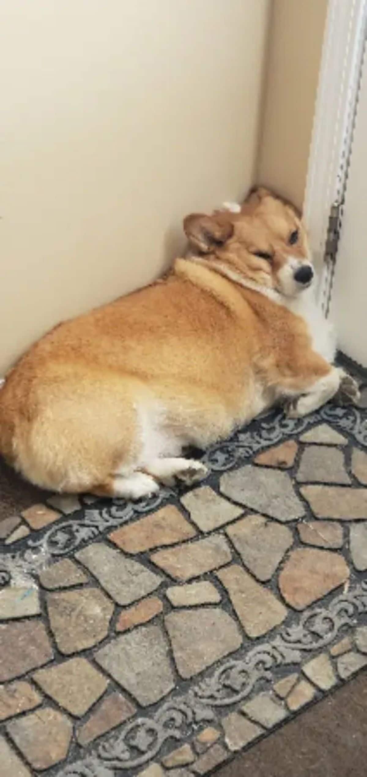brown and white corgi laying against the wall in a wall corner with the face smushed against one of the walls