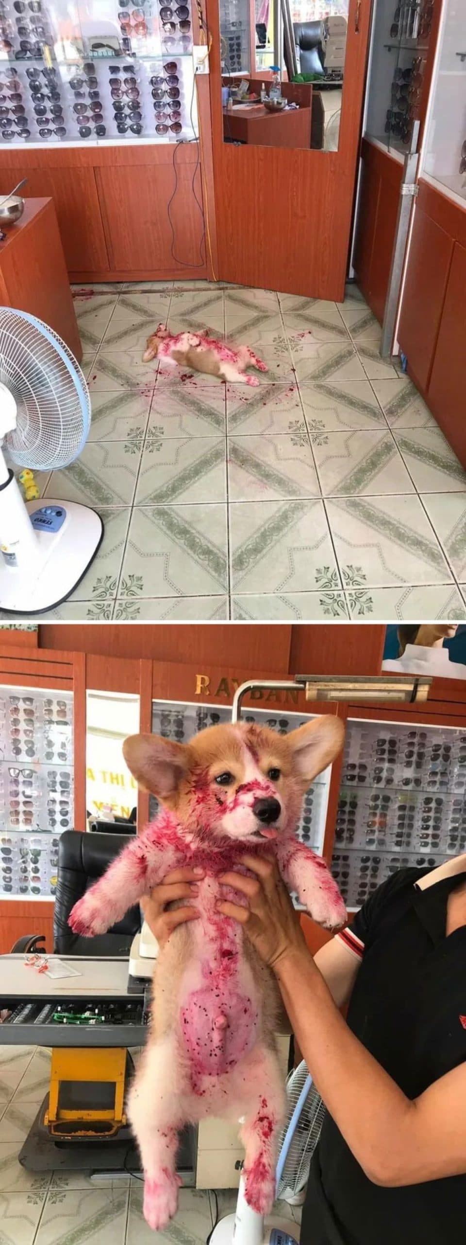 brown and white corgi puppy covered in red dragonfruit juice being held up by someone