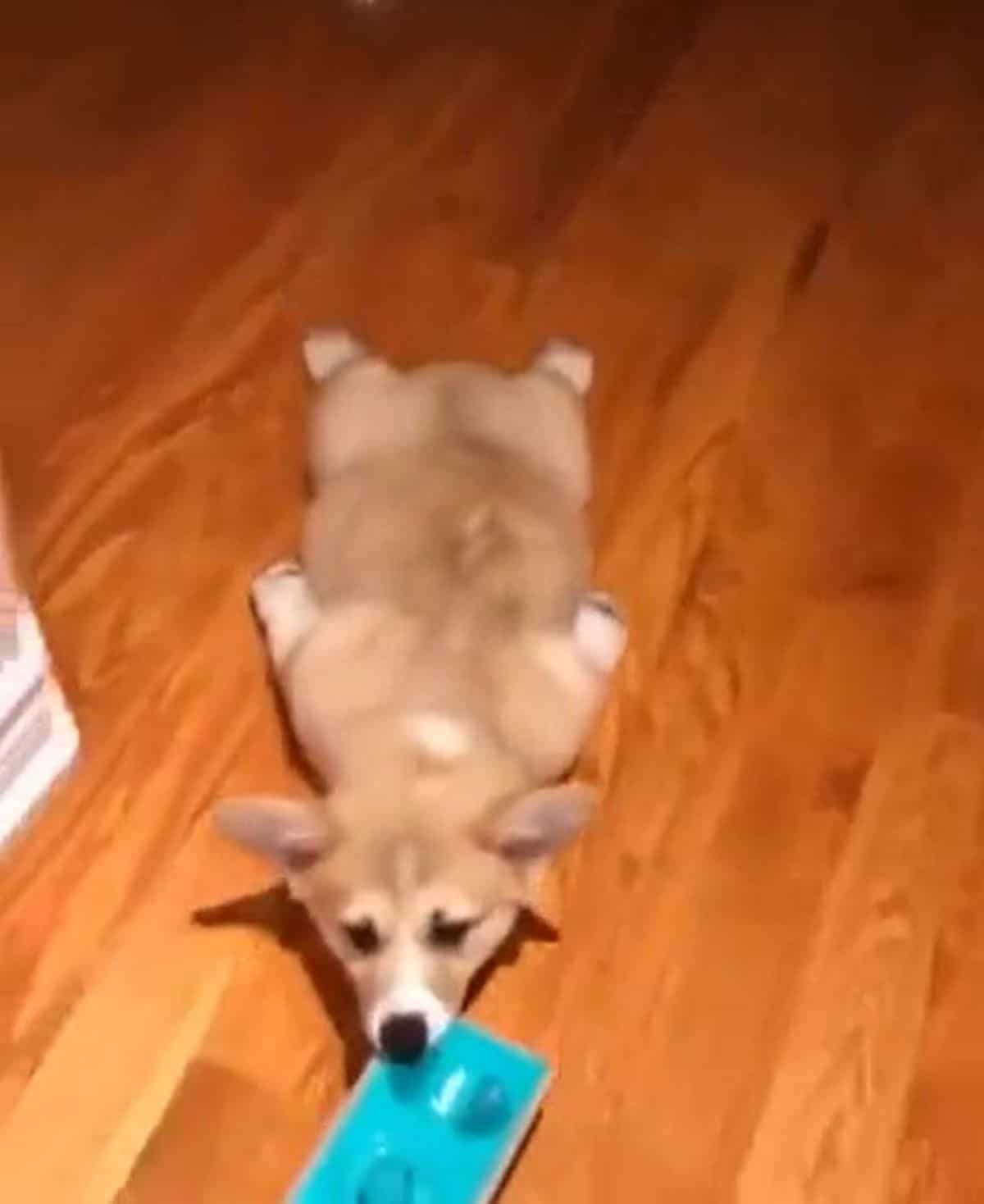 brown and white corgi puppy holding onto a green plastic mop and being dragged on the floor