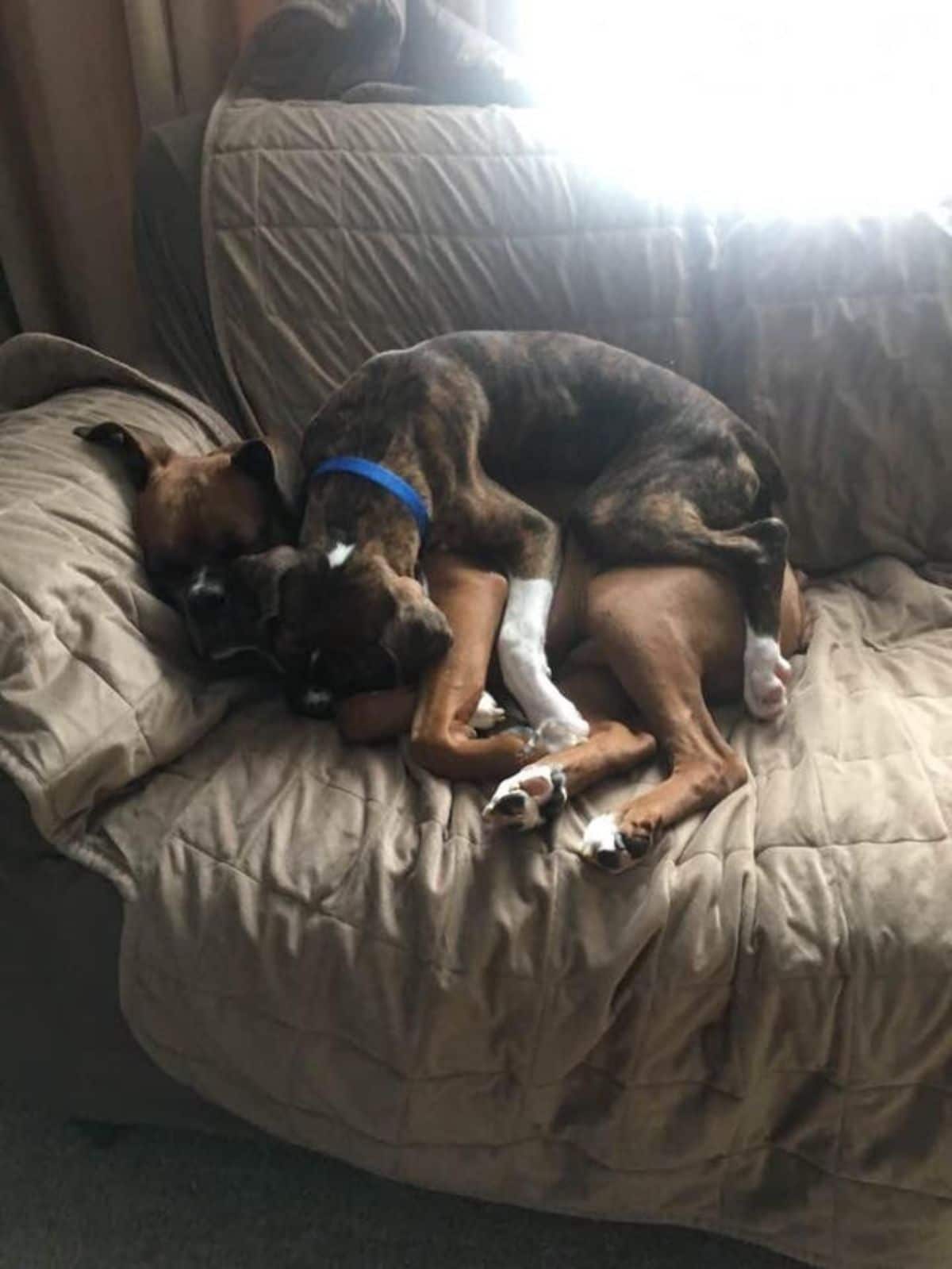 brown and white dog cuddling with a brown boxer on a brown sofa