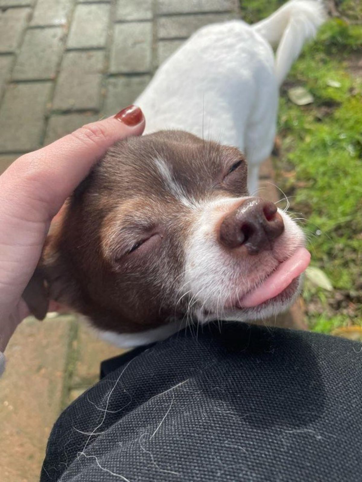 brown and white dog getting petted with the tongue slightly sticking out