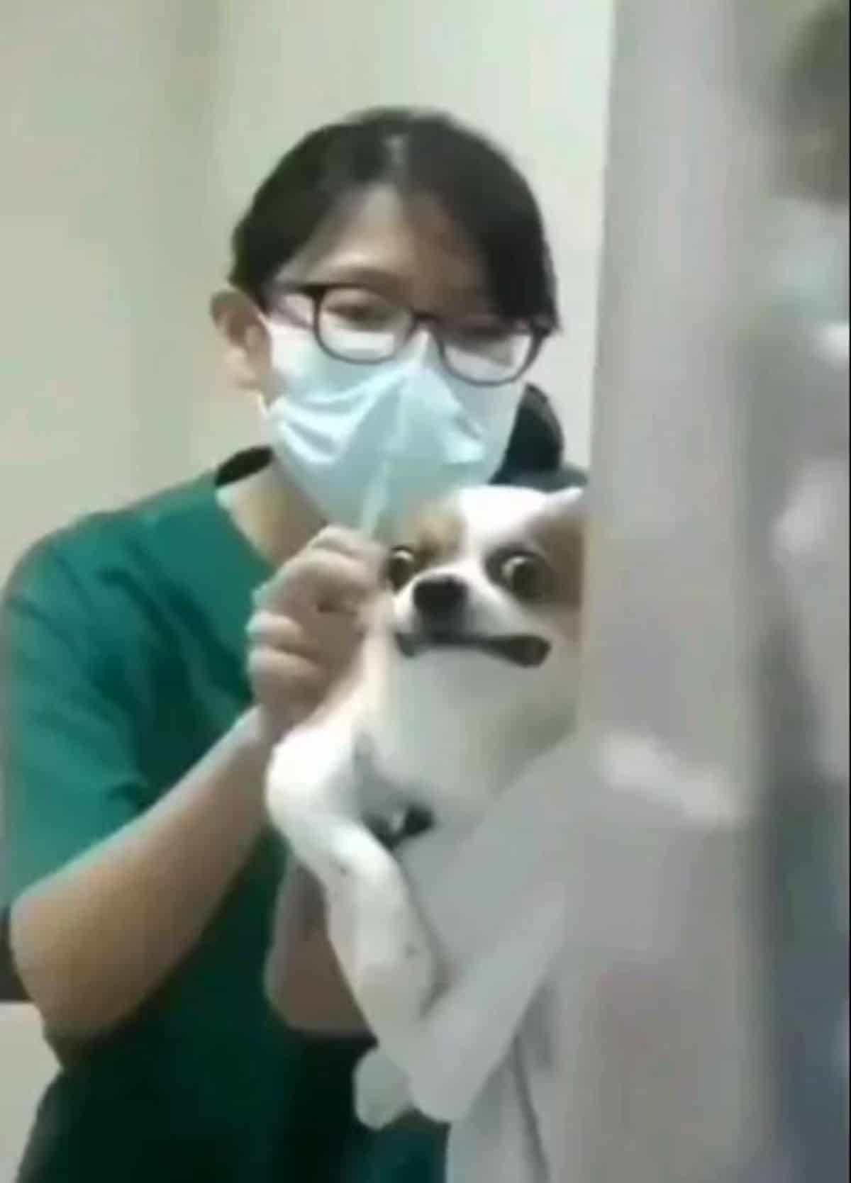 brown and white dog grimacing being held by someone and a woman in green scrubs and face mask touching the dog