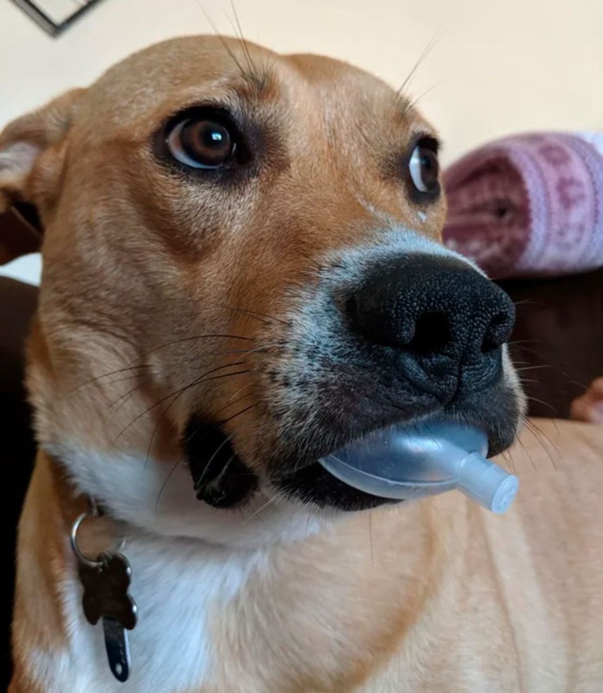 brown and white dog holding a transparent plastic squeaker from a toy in its mouth
