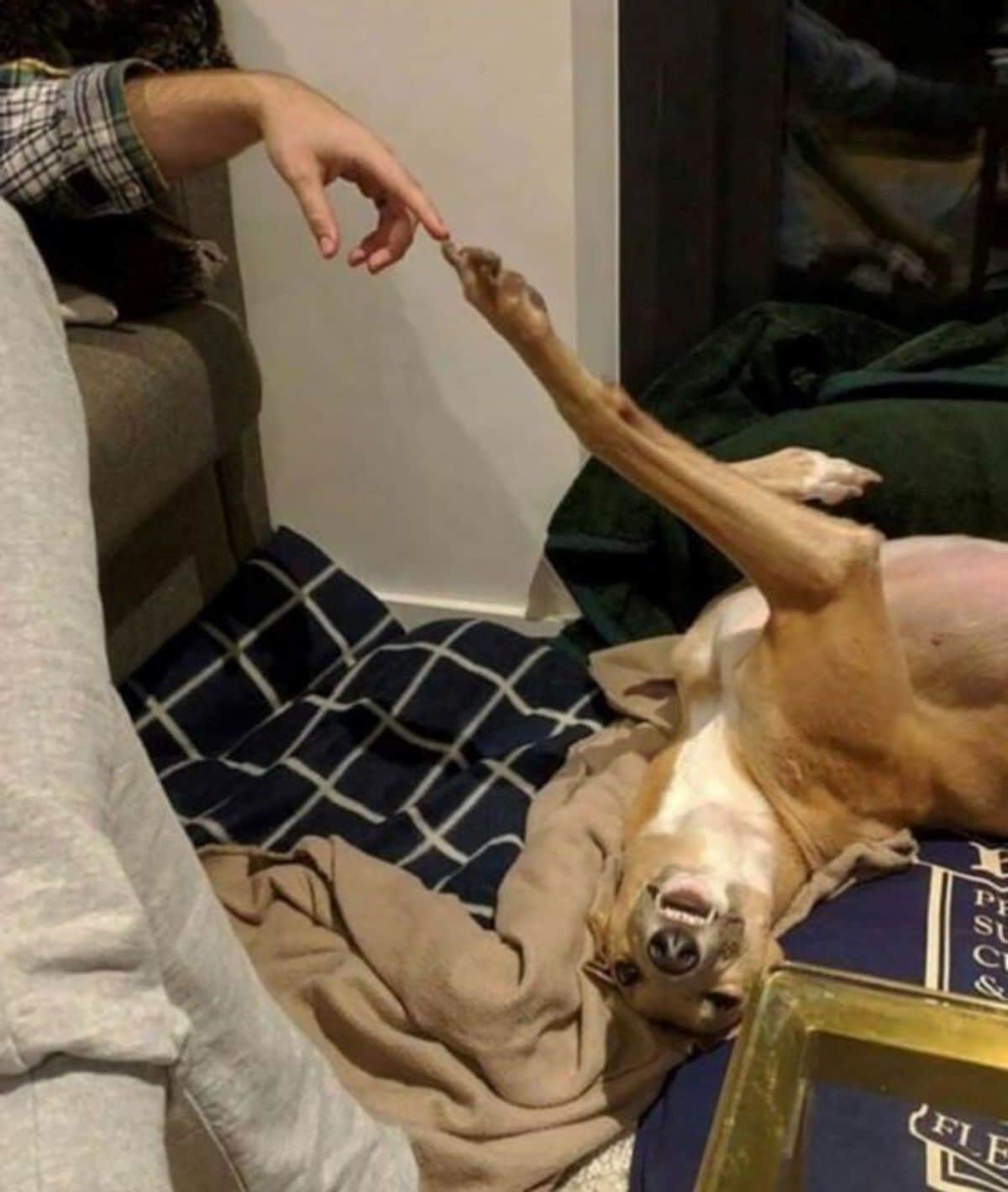 brown and white dog laying belly up on floor with one paw reaching out and a claw is touching someone's finger with caption says the creation of dog