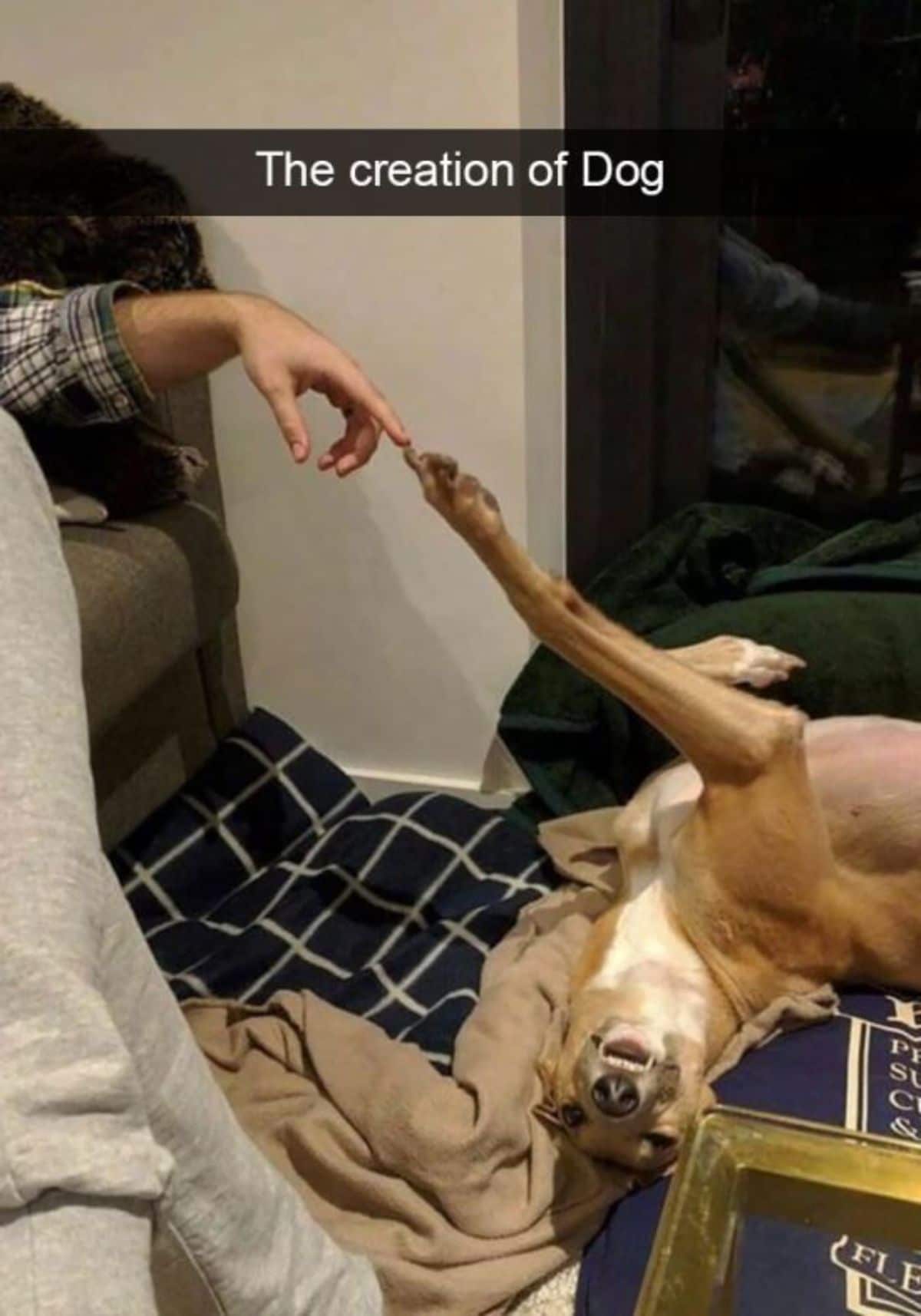 brown and white dog laying belly up on floor with one paw reaching out and a claw is touching someone's finger with caption says the creation of dog