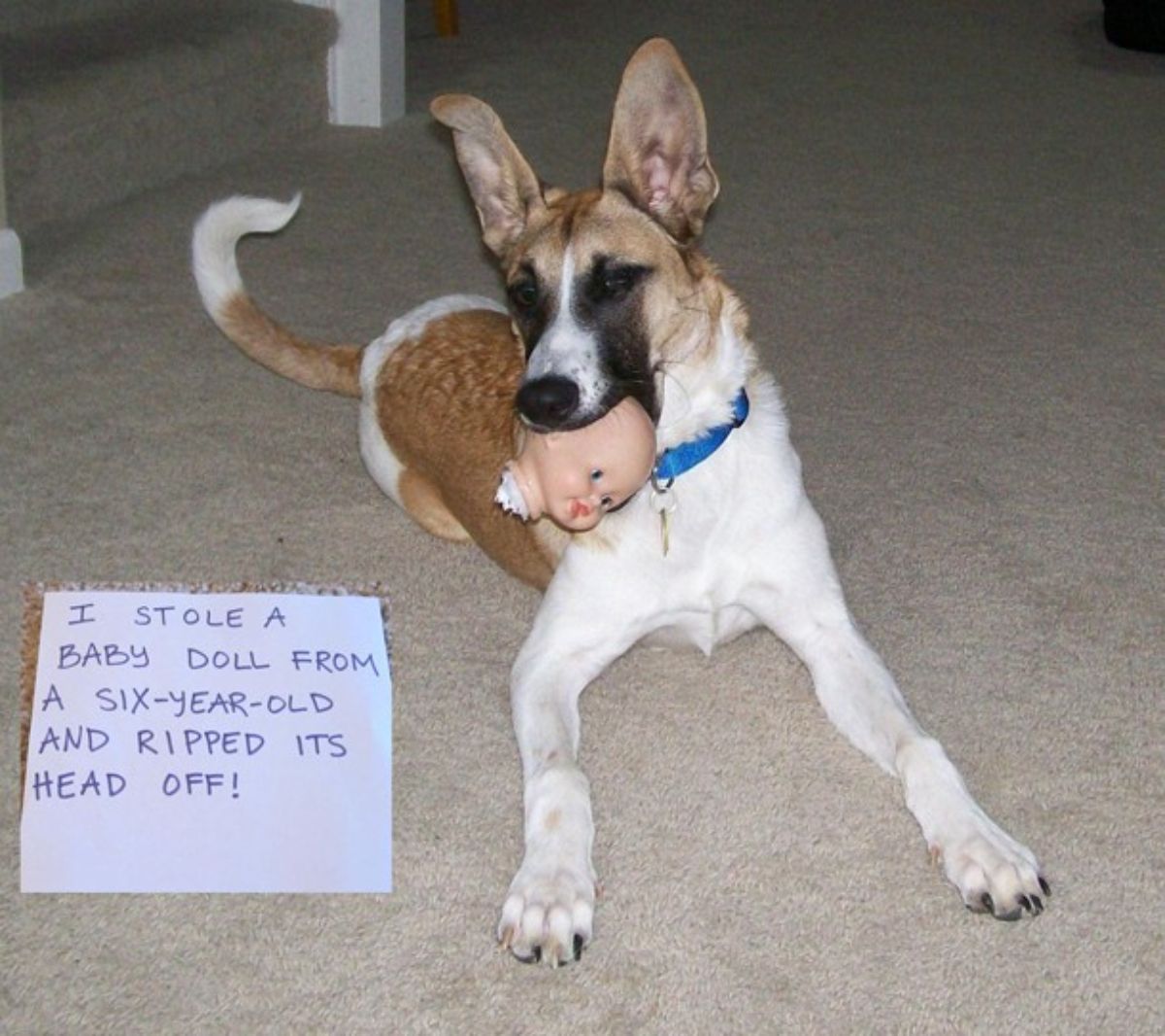 brown and white dog laying on floor with a doll head in its mouth and a note saying I stole a baby doll from a six year old and ripped its head off