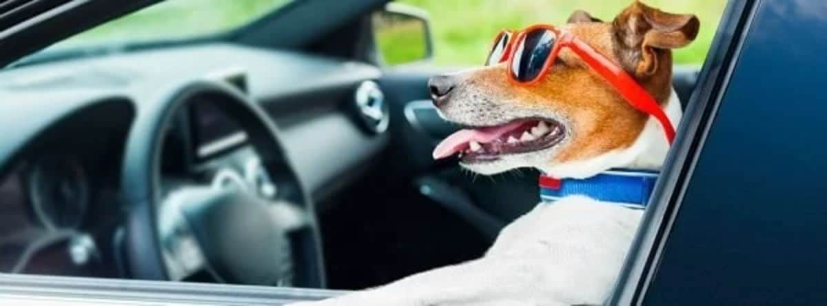 brown and white dog sitting in a driver's seat wearing red sunglasses and one leg over the car door