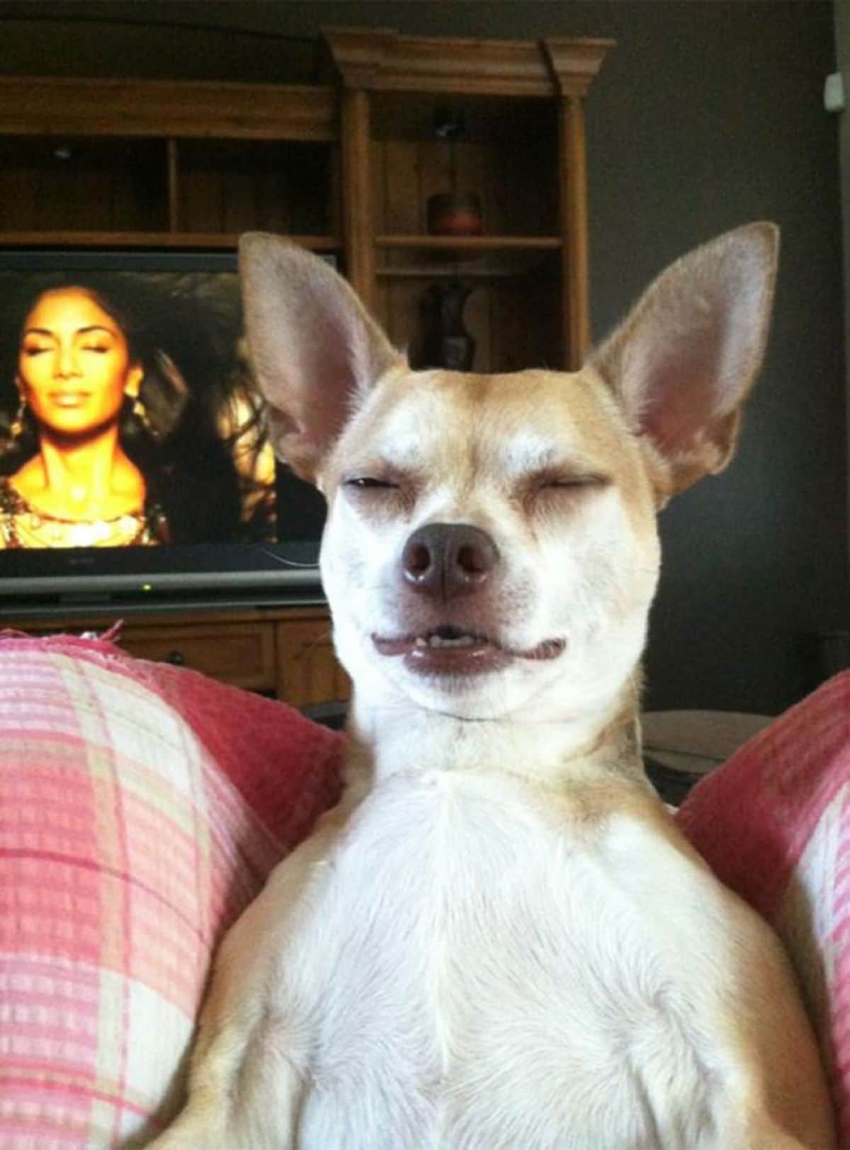 brown and white dog sitting up with eyes closed in front of a television screen with nicole scherzinger smiling with eyes closed