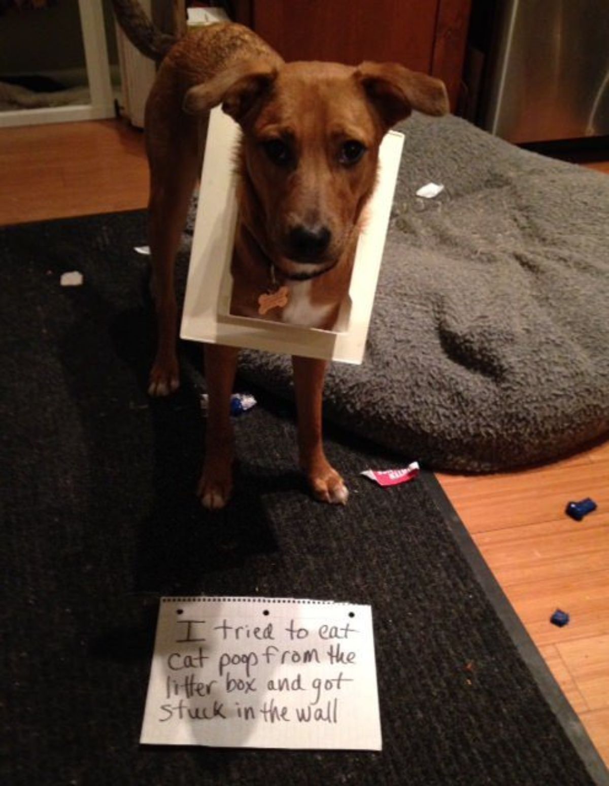brown and white dog standing on brown carpet with the head stuck through a white kitty door and a note on the floor saying the dog tried to eat cat poop and got stuck