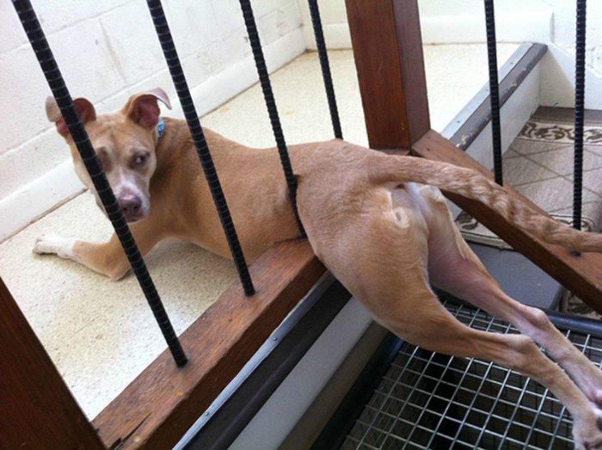 brown and white dog stuck halfway through a black and brown railings