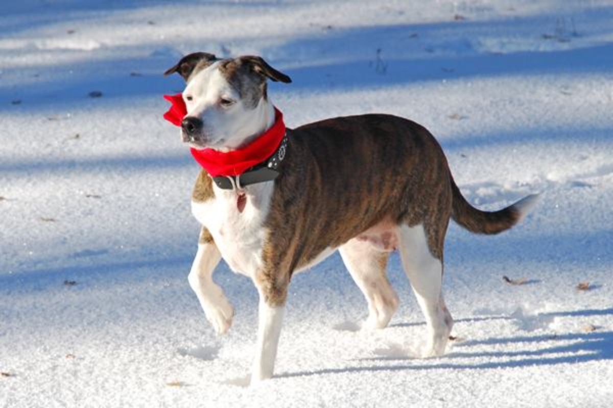 brown and white dog walking on snow with one front paw raised and wearing a red scarf and a black collar