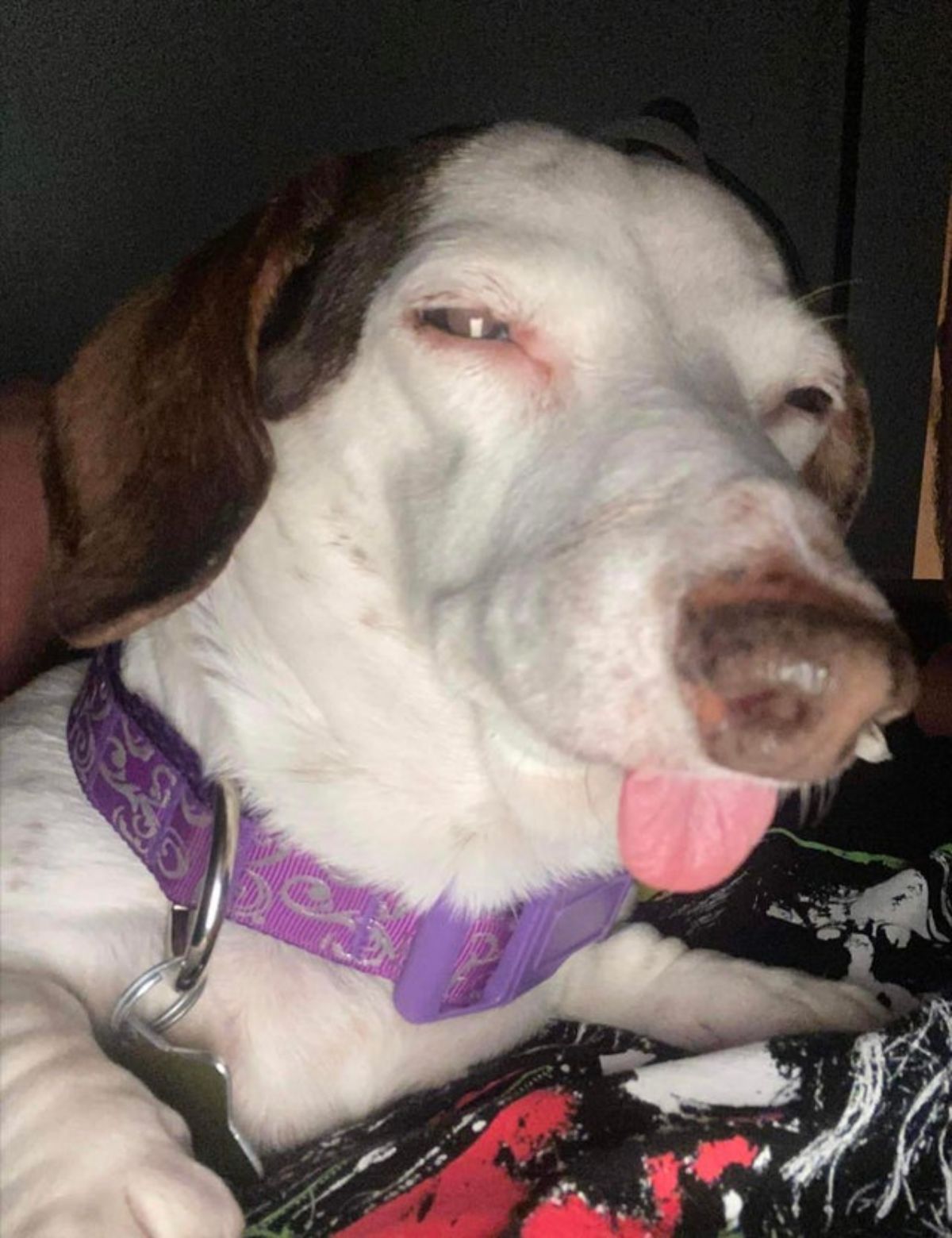 brown and white dog with a purple collar laying down with the tongue sticking out slightly and eyes narrowed