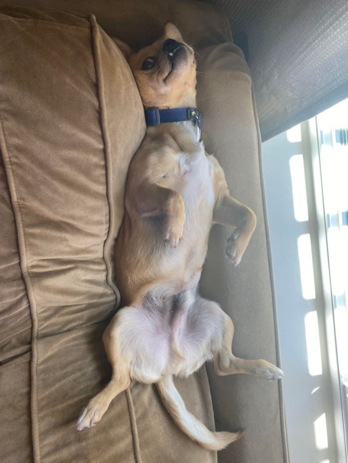 brown and white dog with a snaggletooth laying on brown sofa belly up looking at the camera