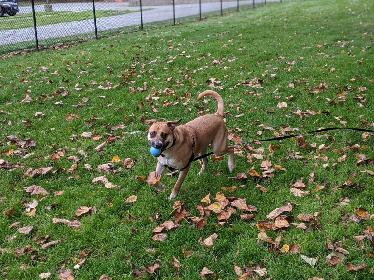 brown and white dog with the top jaw shifted to the side running with a blue ball in his mouth and a leash dragging behind him