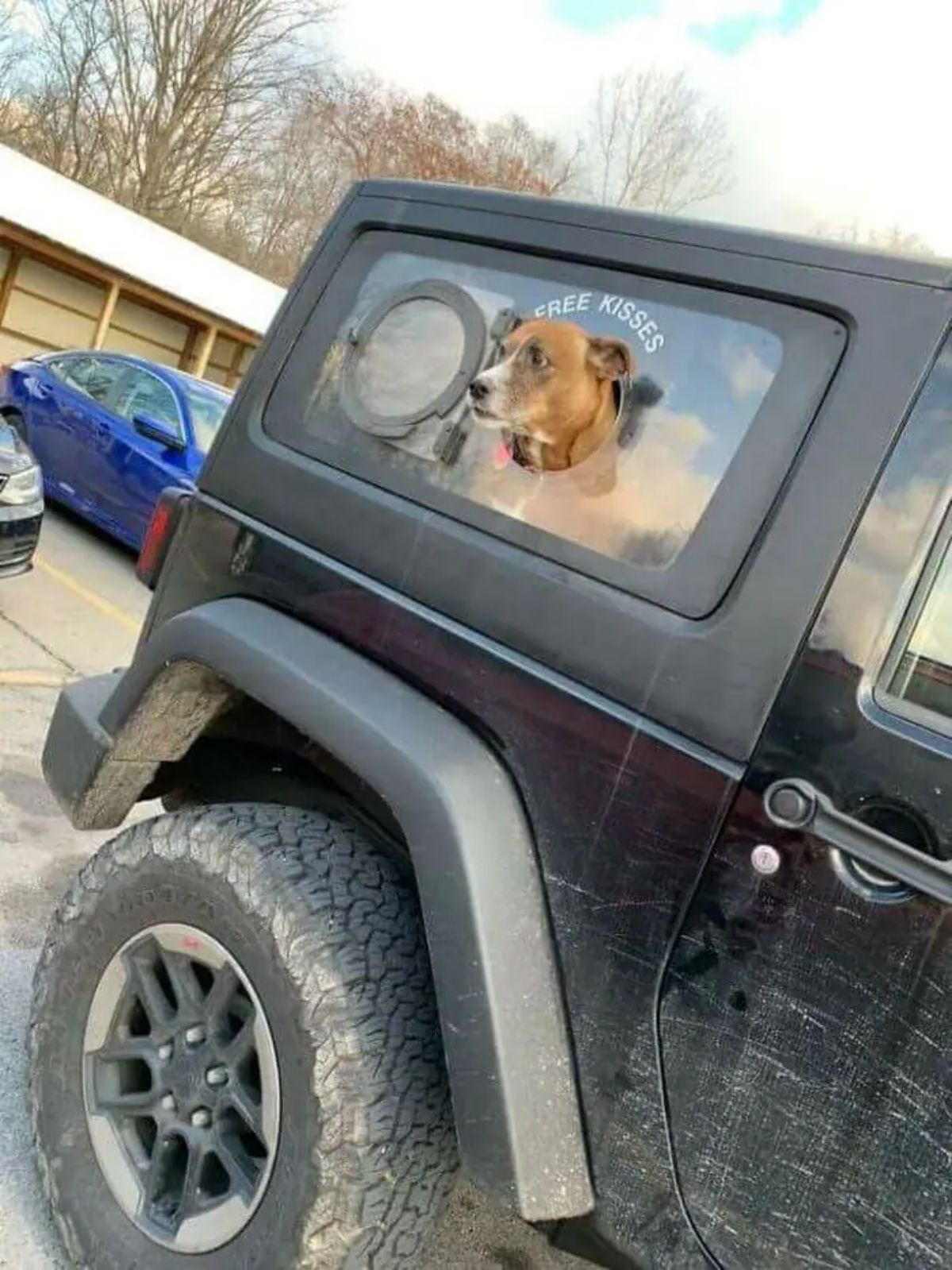 brown and white dog's head sticking out of a round window in a black jeep and it says FREE KISSES over the window