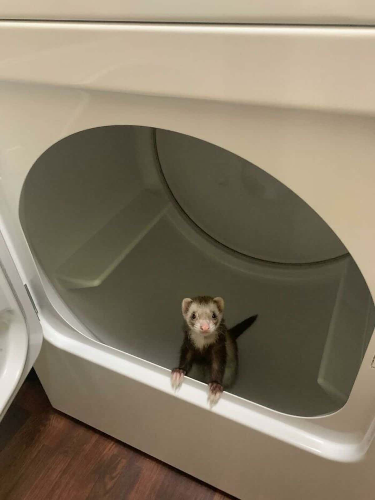 brown and white ferret looking up from inside the drum of a washing machine looking really sad