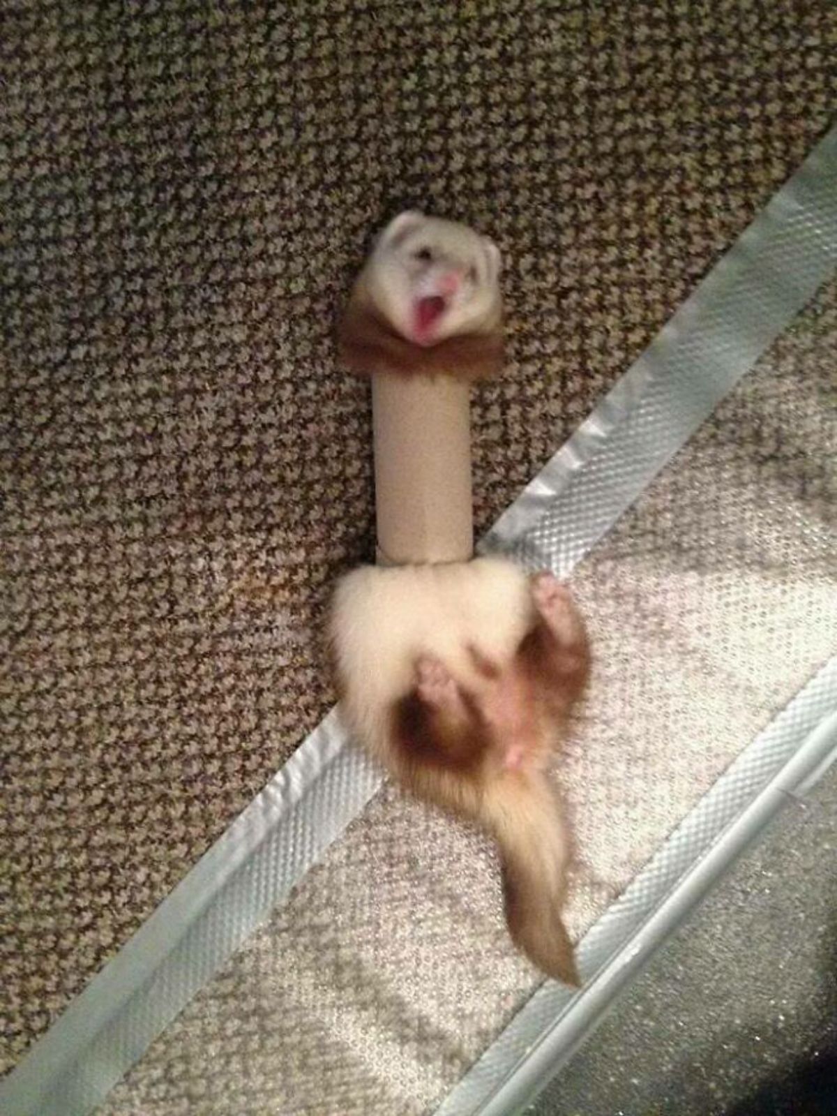 brown and white ferret stuck inside a toilet paper roll with the head and butt sticking out from either side