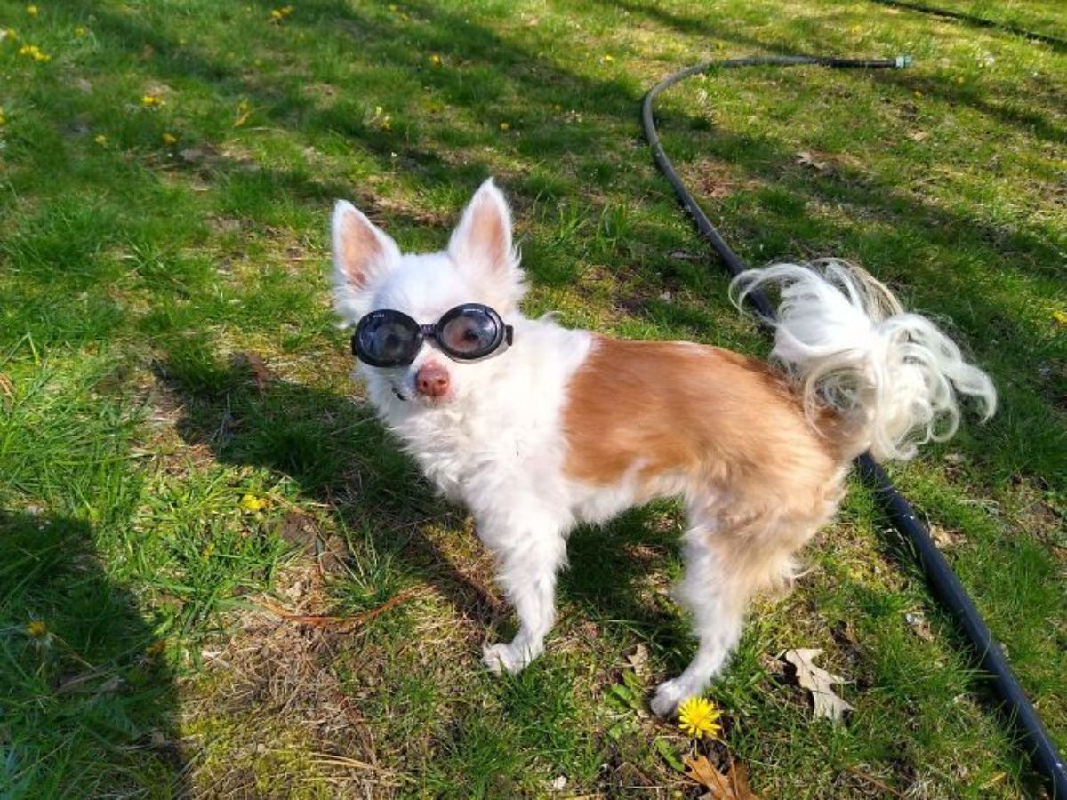 brown and white fluffy chihuahua with a fluffy tail standing on grass wearing black goggles or sunglasses