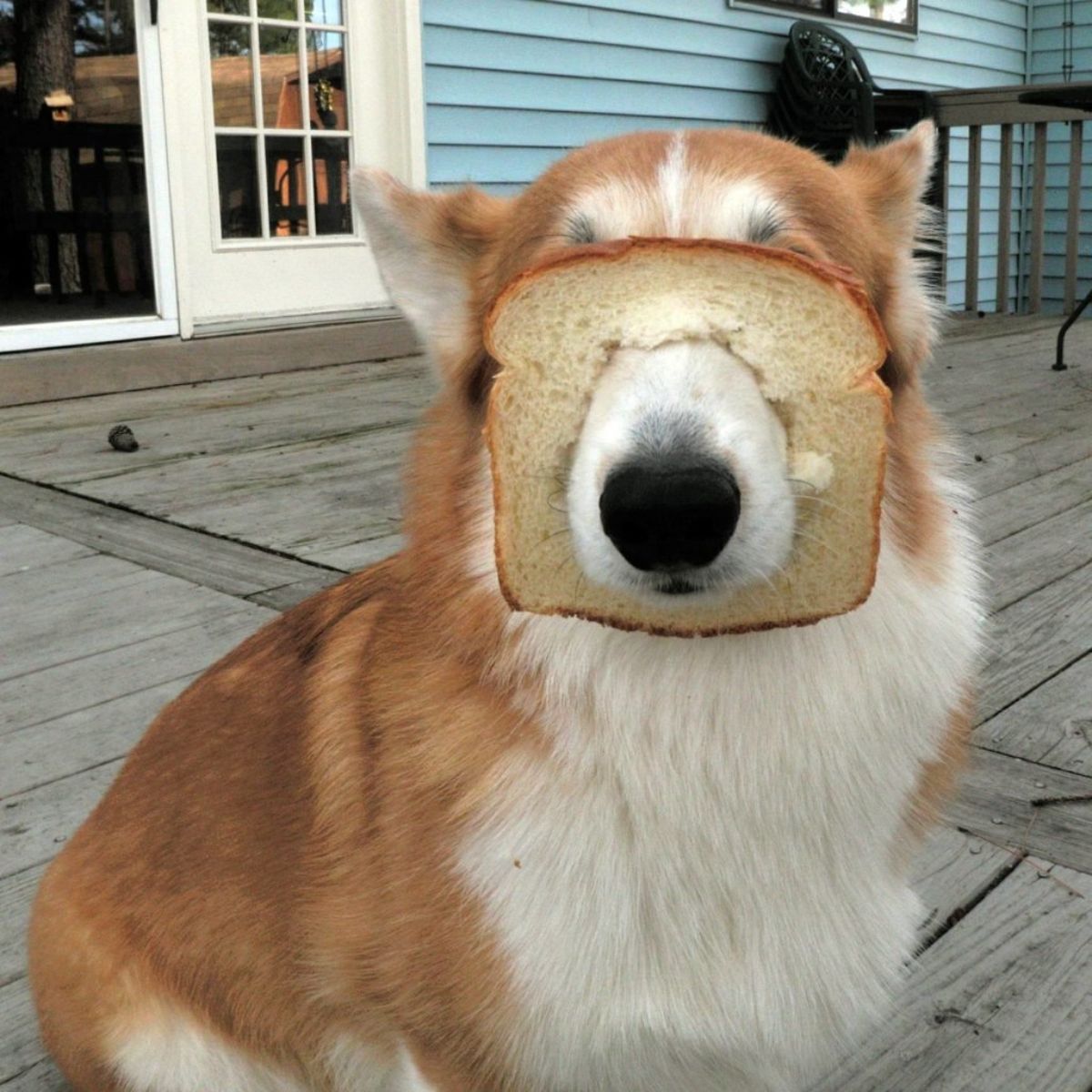 brown and white fluffy dog with a slice of bread stuck through the snout